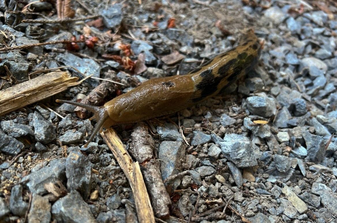 A brown banana slug slug with black spots moves across a gravelly path scattered with small twigs.
