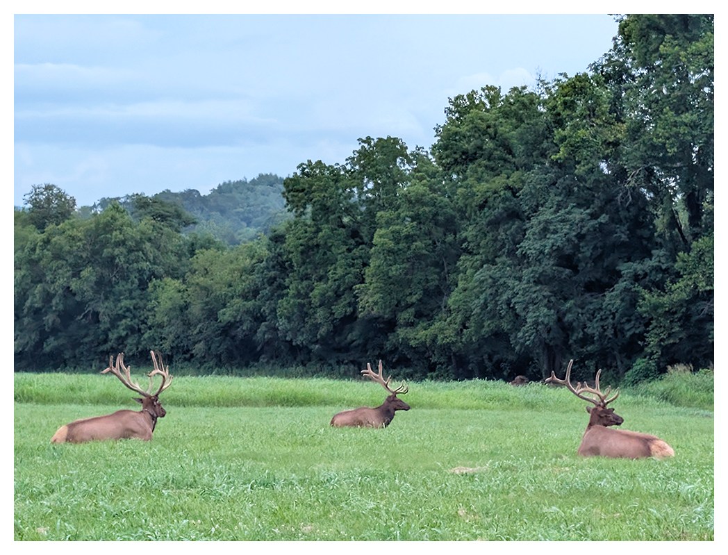 Three large elk with prominent antlers are lying in a green grassy field. Dense, leafy trees form a backdrop, and the sky above is partly cloudy.