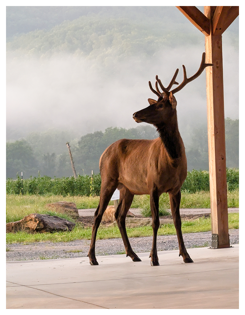 A brown elk with antlers stands on a concrete patio near a wooden post. Misty green hills and fields are visible in the background under soft morning light. The elk looks alert, gazing to the right.