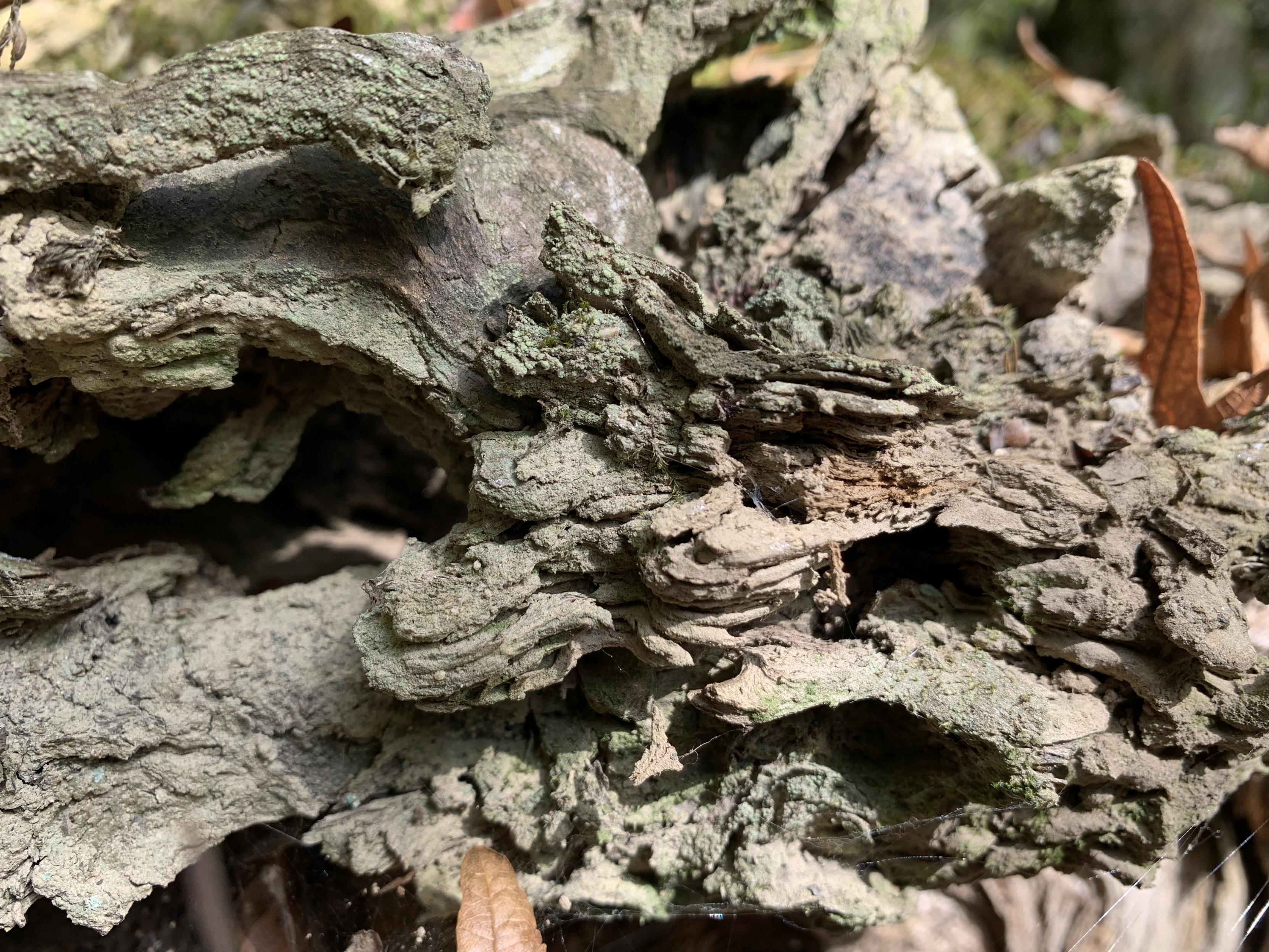 multi-layered granite, moss, and dried leaves