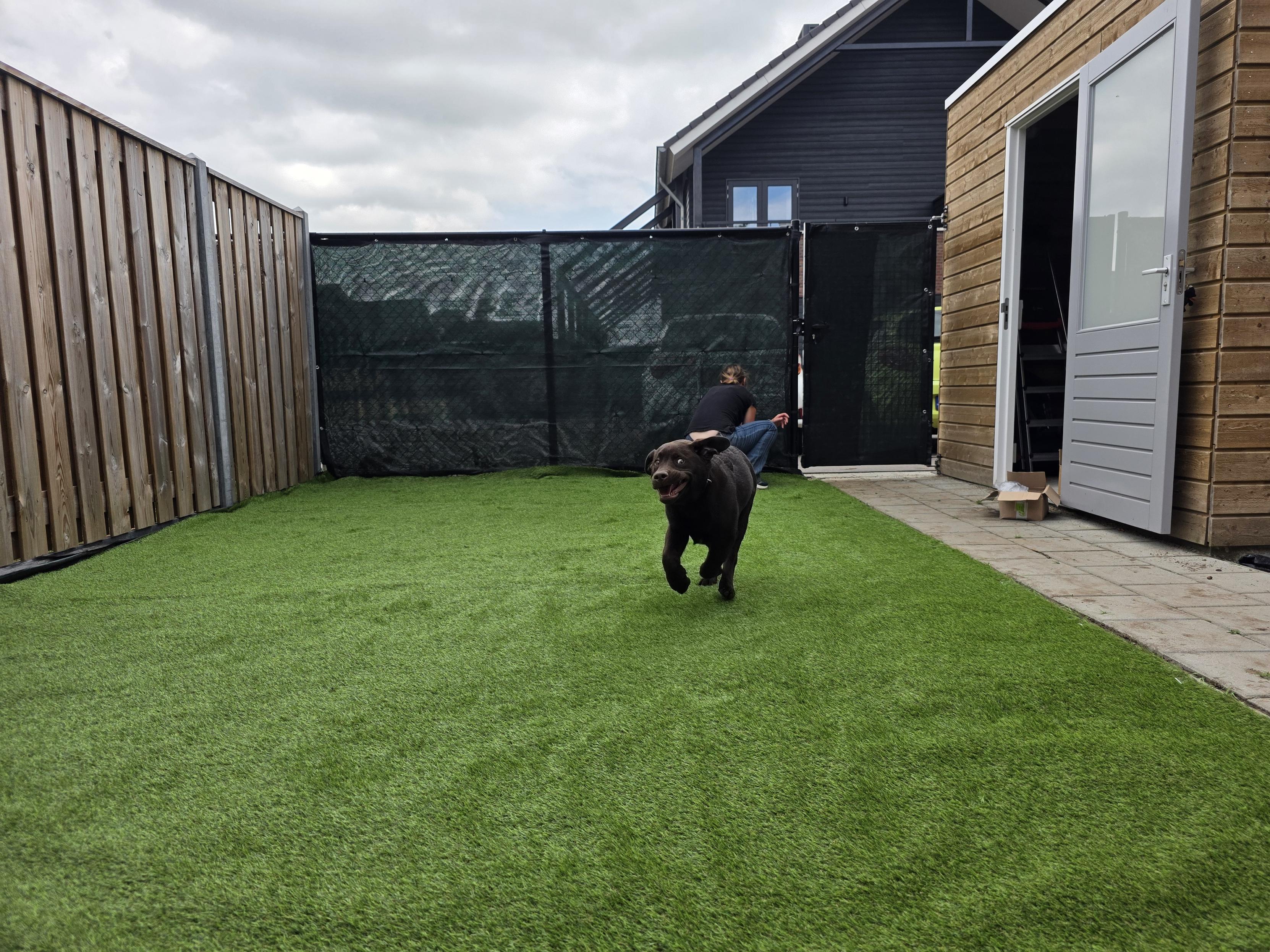A wide shot of a backyard with brand-new, bright green artificial grass under a softly overcast sky. In the foreground, Koa, a young chocolate brown Labrador Retriever, is captured mid-stride, joyfully sprinting directly toward the camera with pure enthusiasm. His paws are off the ground, his ears flap wildly in the wind, and his eyes are wide with excitement, featuring a hilarious, goofily happy face as he tests out the fresh turf for the very first time.
In the background near the dark privacy screen and gate, Cynni’s bestie is crouched down in a black shirt and jeans, diligently working on the final touches of the fence setup—seemingly oblivious to the high-speed, four-legged chaos zooming past. To the left stands a tall wooden fence, and on the right, a wooden garden shed with its light gray door open onto a stone patio. The scene is a perfect mix of loving hard work and pure, unadulterated pup joy.