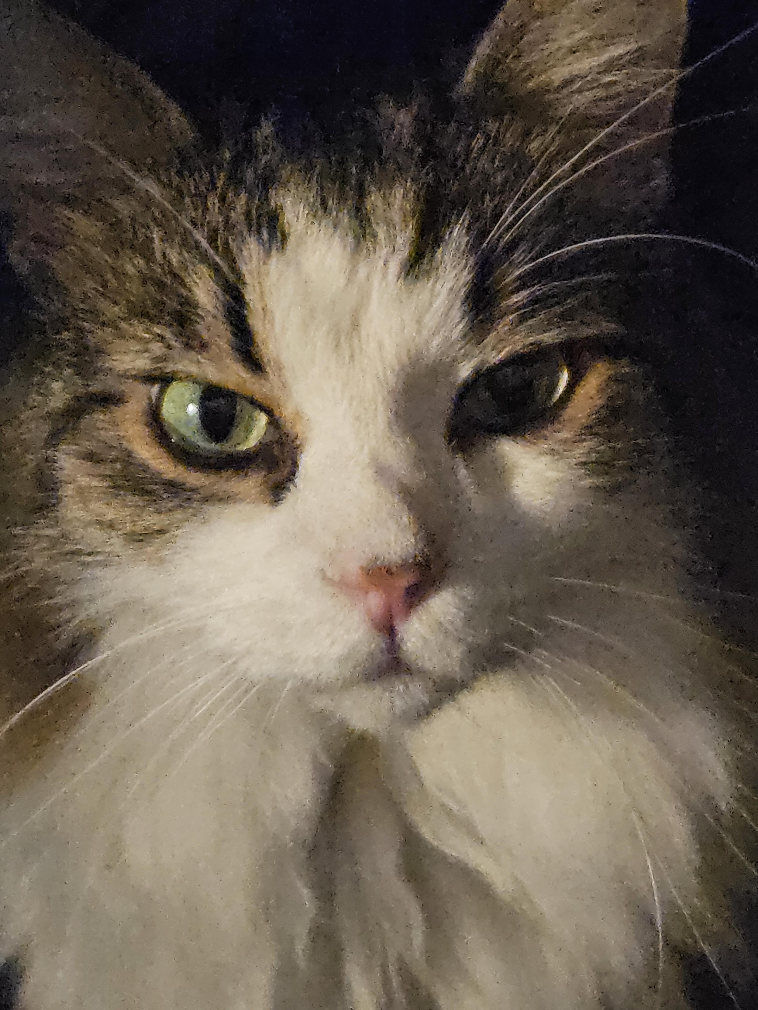 a cat looking  serious in dramatic lighting.