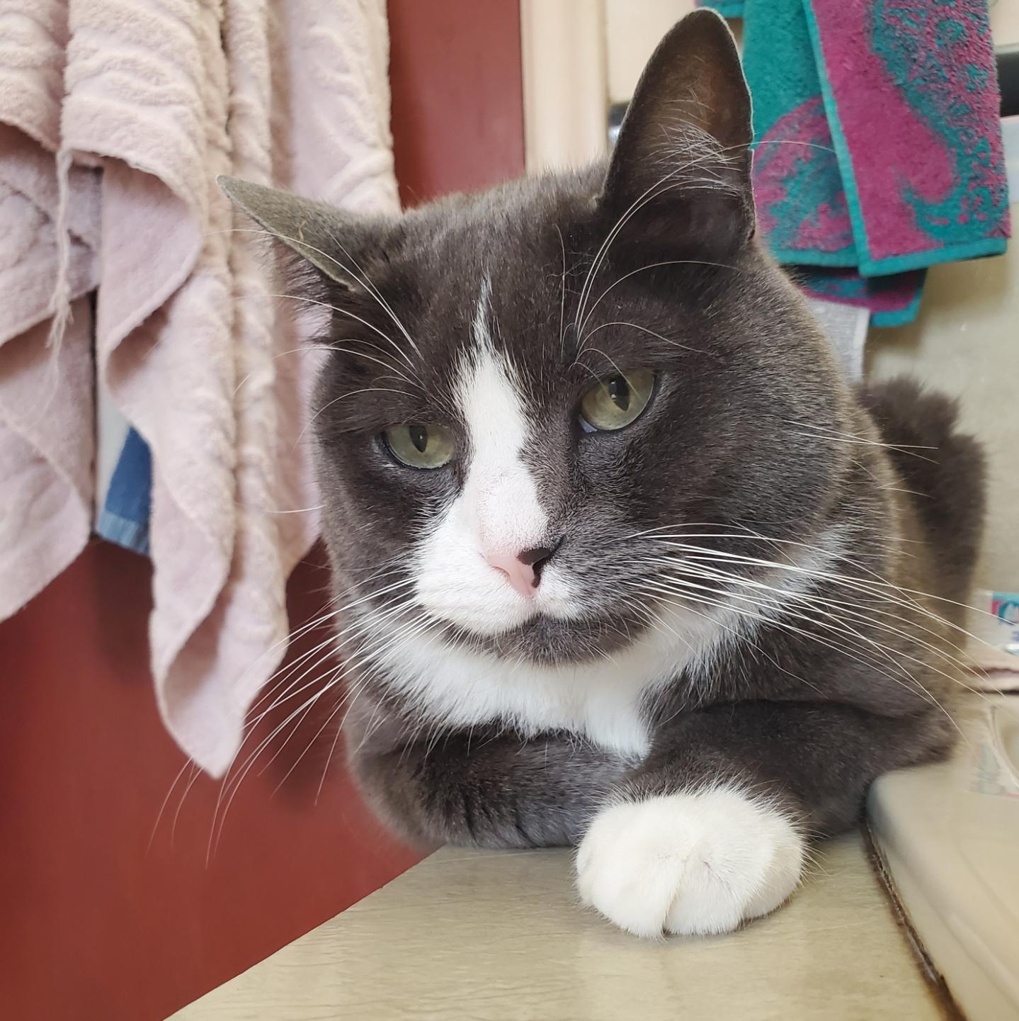 A grey and white tuxedo cat with green eyes rests its chin on a light-colored bathroom countertop, with front paws crossed & one in front. He has white footed paws.