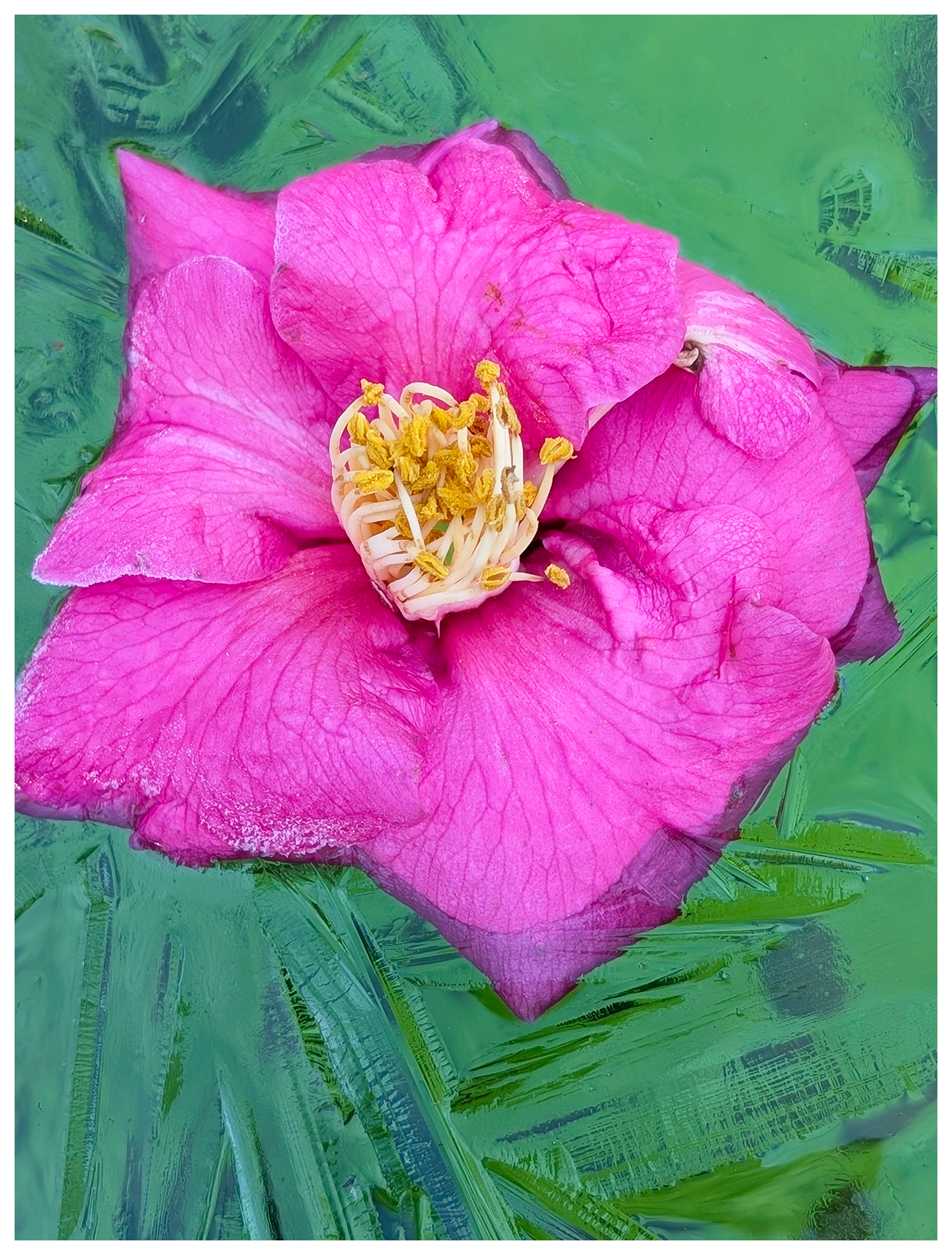 A vibrant pink flower with yellow stamens floats on a green surface with delicate, angular ice crystals forming around it. The petals have visible veins, and a few have frosty edges. The background is a mix of smooth and jagged icy textures.