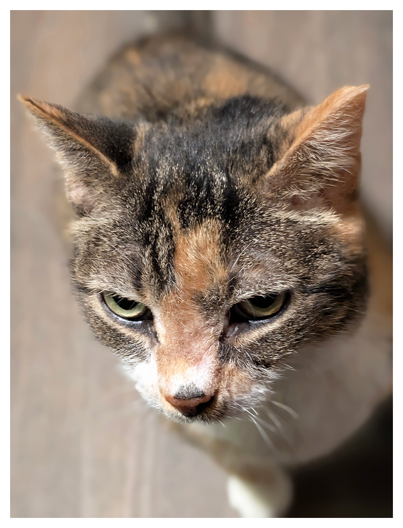 A close-up of a calico cat with green eyes, looking slightly down and to the right. The cats ears are alert, and soft sunlight highlights their face. The background is blurred wood flooring.