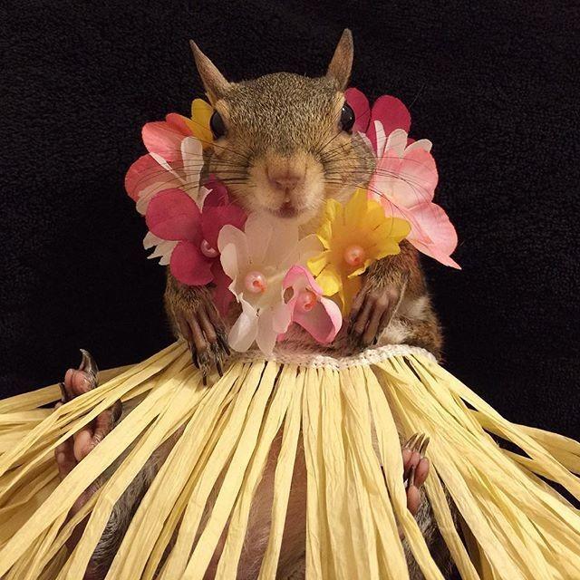 Picture of a squirrel wearing a lei and dried grass dress. Obviously in holiday mode! 

Credit:  Donated by a Perfectly wonderful Peep!