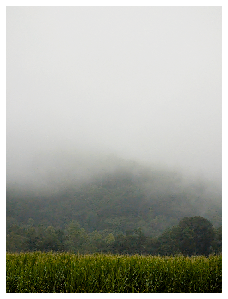 A misty hillside covered in dense green trees is partially obscured by thick fog. In the foreground, a field of tall corn is visible, and the sky above is gray and overcast,