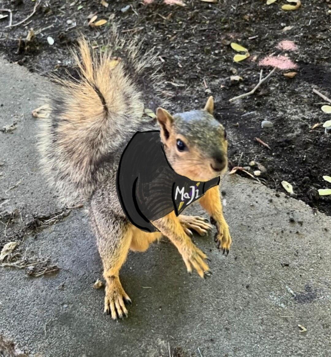 Picture a grey squirrel wearing a black t-shirt with ‘MAJ1’ printed on it.

Donated by my good friend @amiserabilist@beige.party.