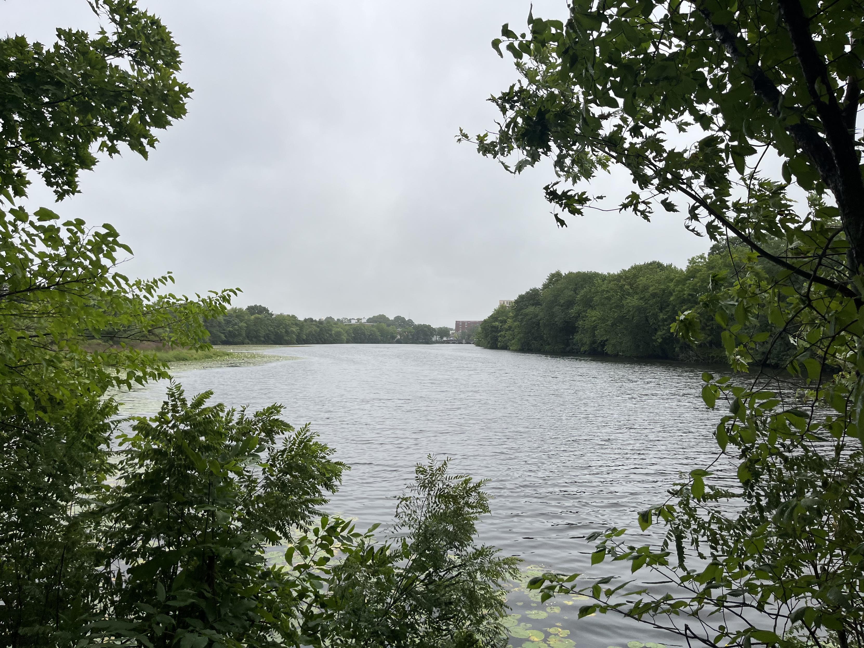 a large expanse of river on a cloudy gray day. The view is framed by green tree branches and leaves in the foreground. Green trees line each bank of the river