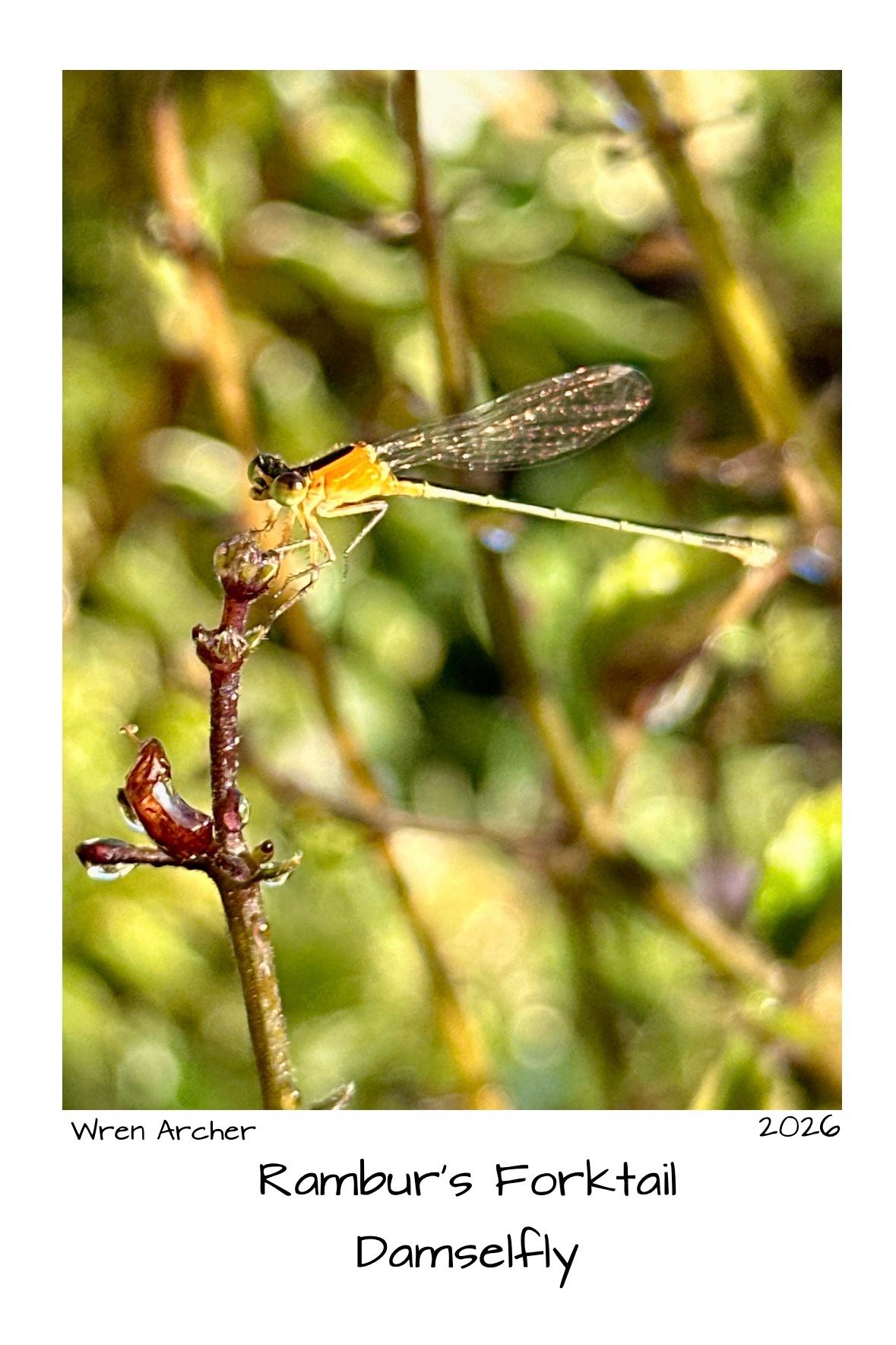 A female Rambur's forktail damselfly sitting on the stem of a black and blue salvia. It is a bright sunny morning
