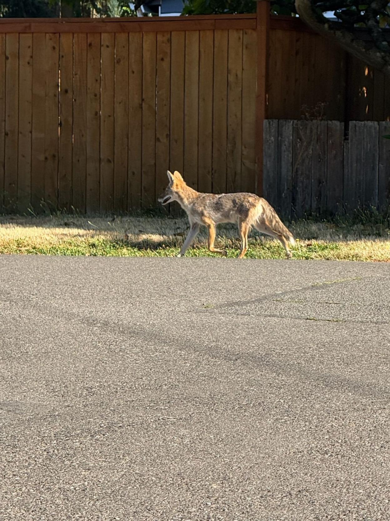 Coyote walking in front of a wood fence next to a road.