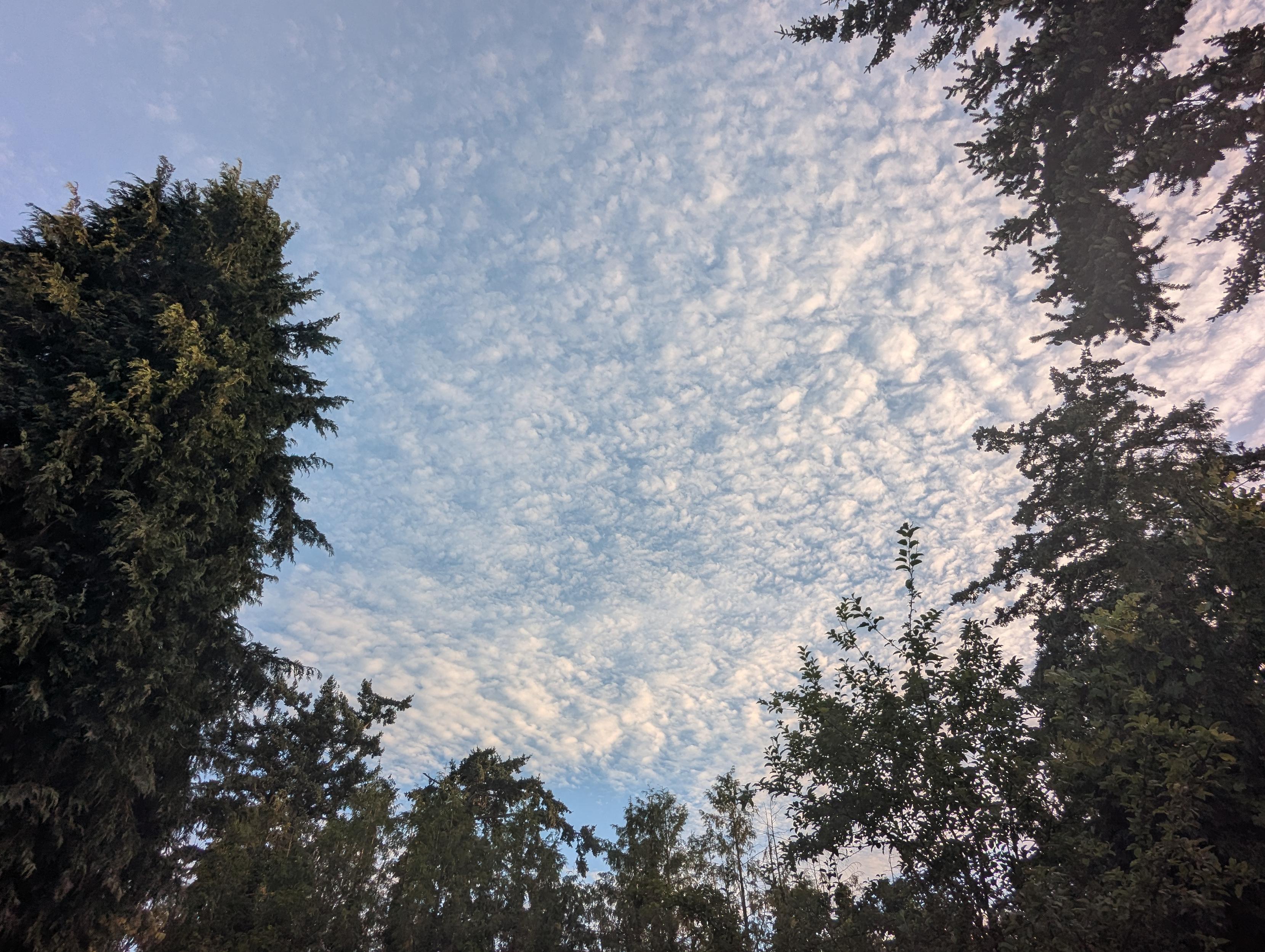 A photo of the sky just before sunset, when the blue starts fading. The sky is blanketed in a thin layer of tiny fluffy clouds, kind of like an intricate quilt. Tops of trees frame this image.