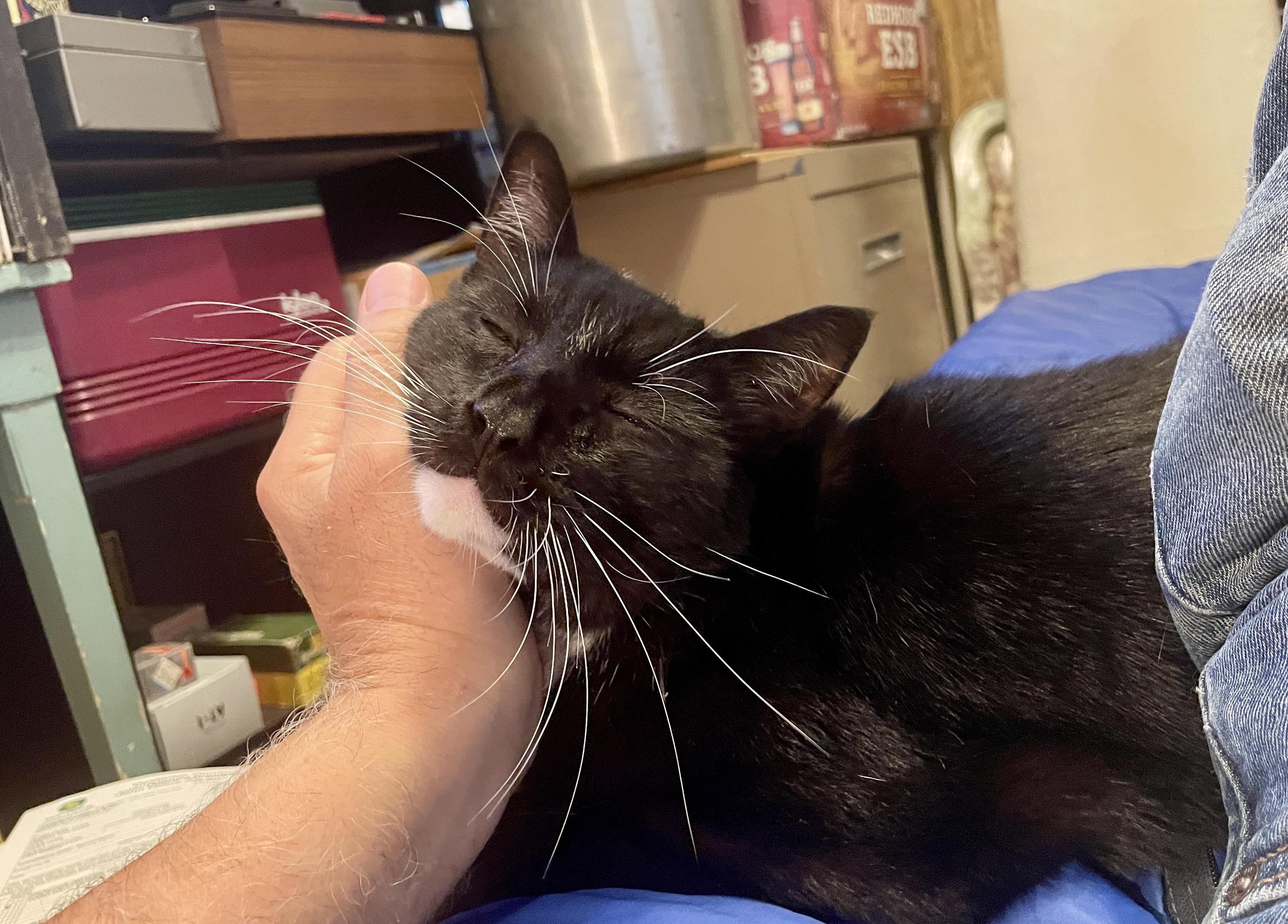 A mostly-black cat with a white chin & white whiskers laying in my lap, leaning his head into my hand as I scratch his cheek.