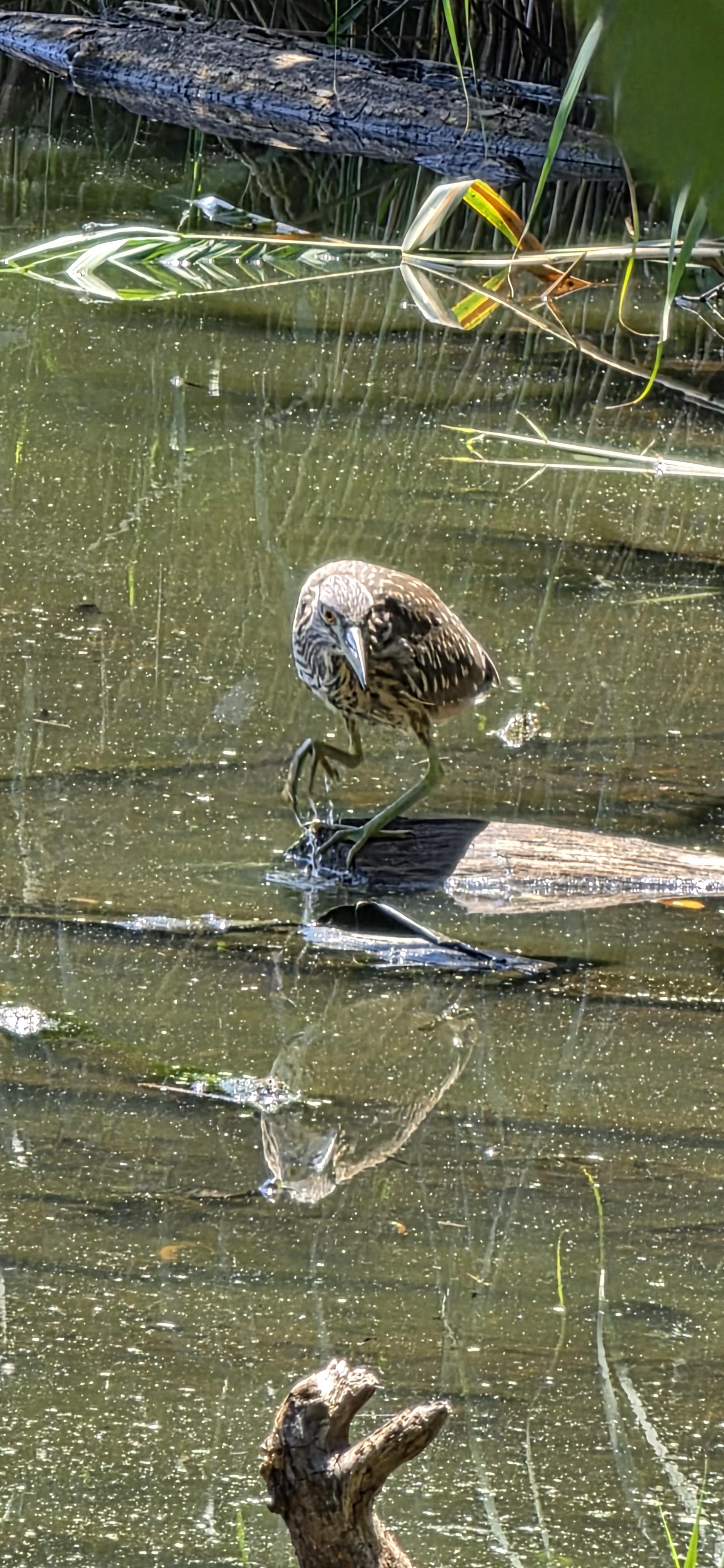 Juvenile black-crowned night heron stands on log in lake, facing forward with one leg raised in the air.