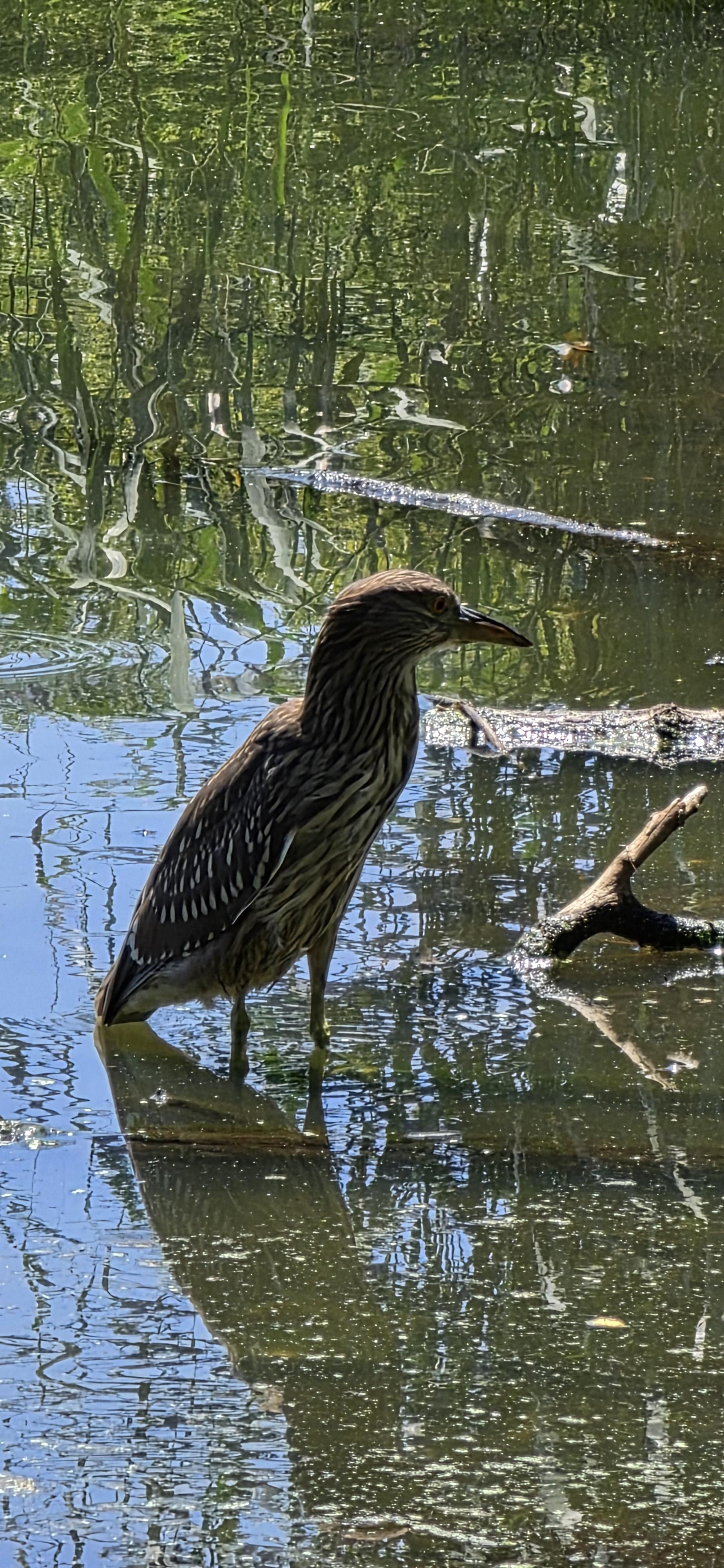 Juvenile black-crowned night heron stands in shimmering lake, a profile view.