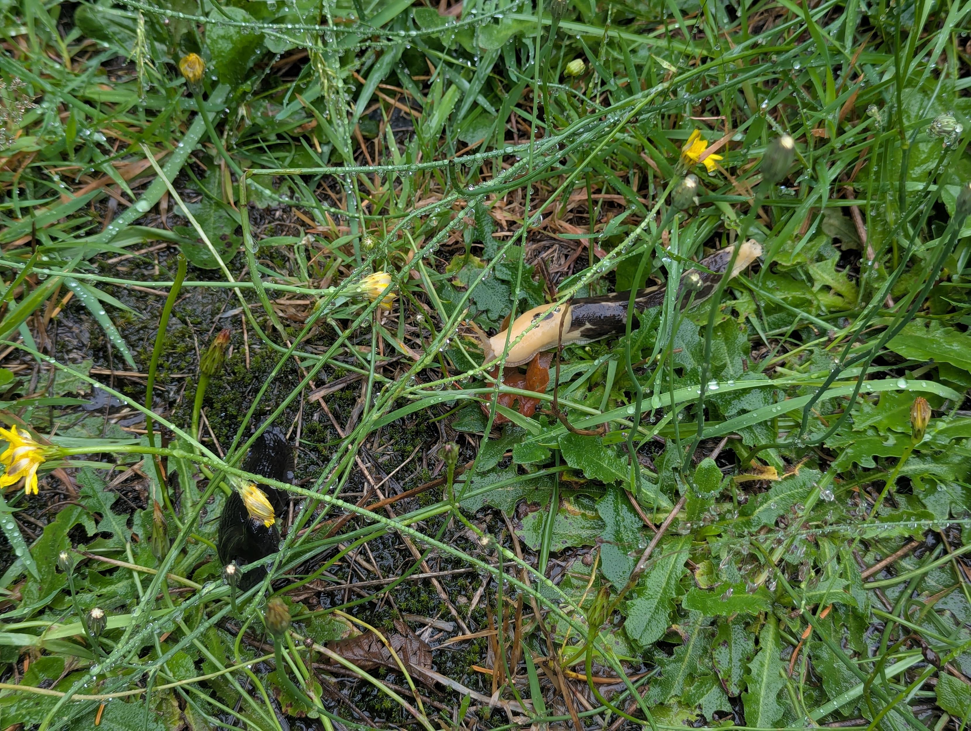 A much larger black and yellow banana slug crawling though the wet grass toward an all black invasive European slug who is eating a dandelion.

(Edited to add that the black slug is invasive.)