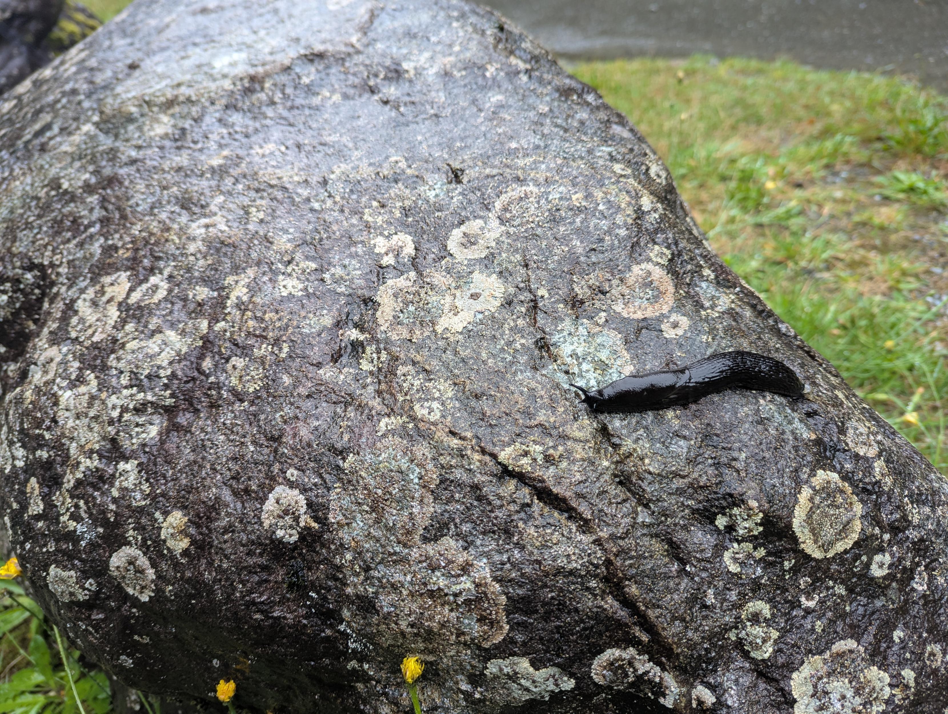 A black slug on a lichen covered rock. It looks like a shiny long black poop with antennae sticking out.