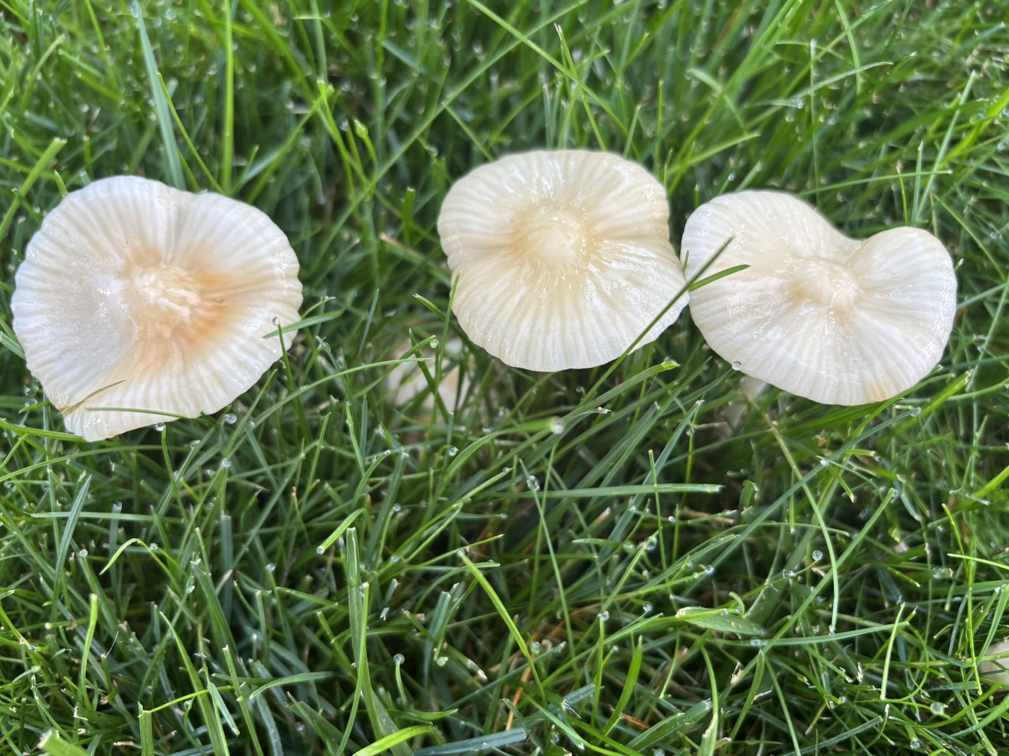 Three shiny white mushrooms with radial lines on their caps in cut grass.