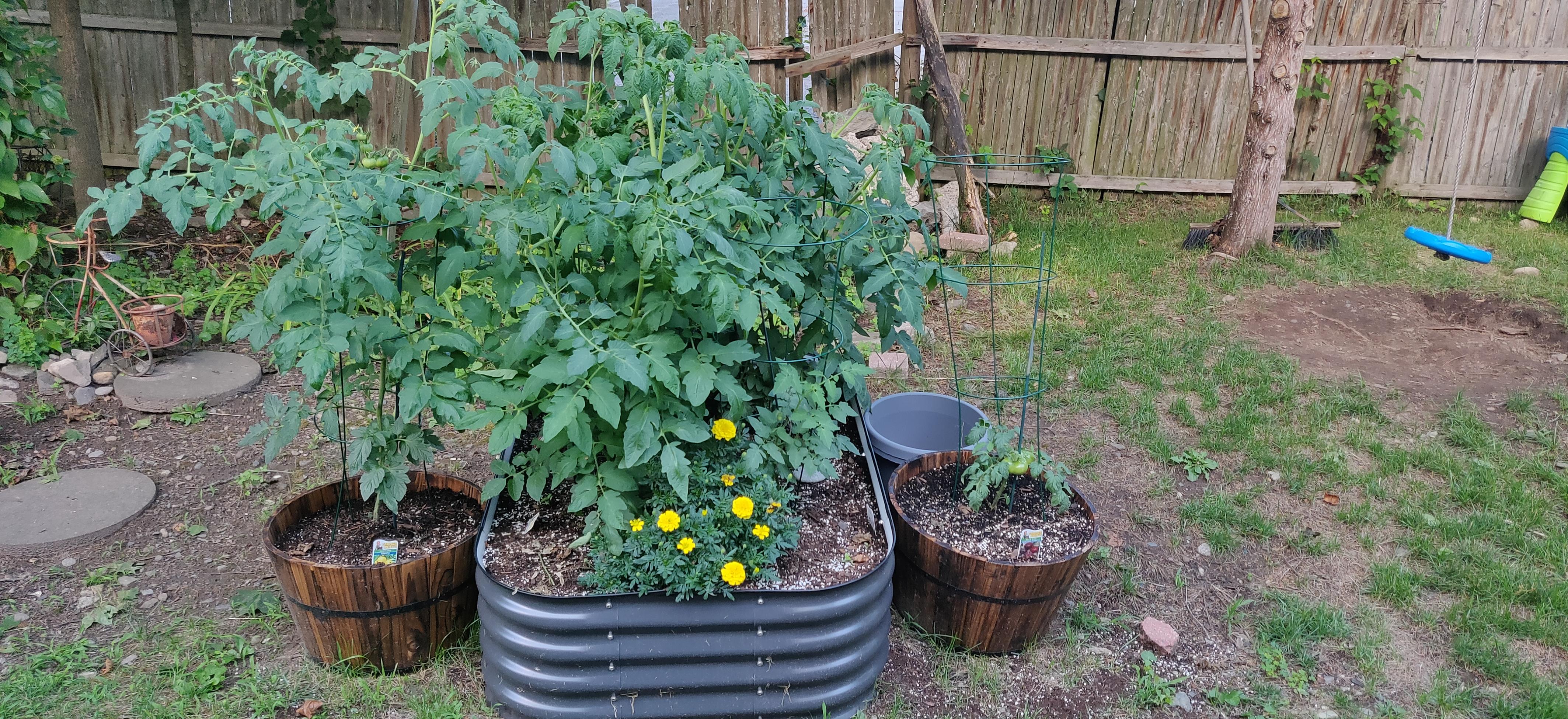 My tomato garden. A raised bed with four plants, plus two half-barrels with one plant each. The marigold in the front is still doing well.