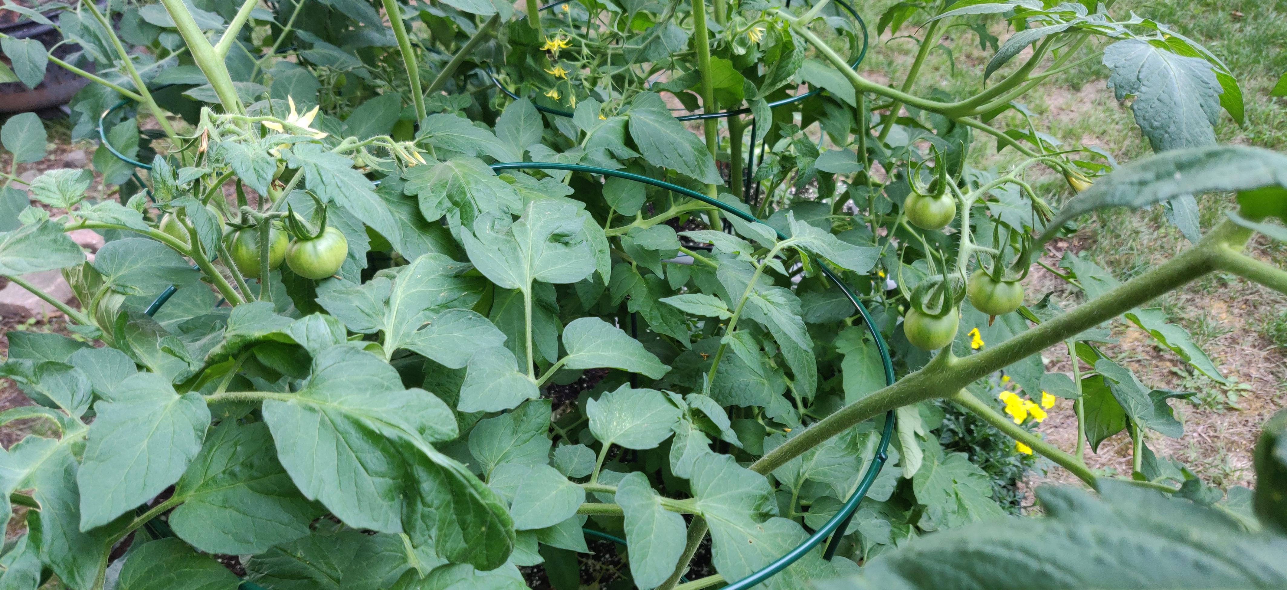 The Lemon Boy has started putting out a lot of small green tomatoes.