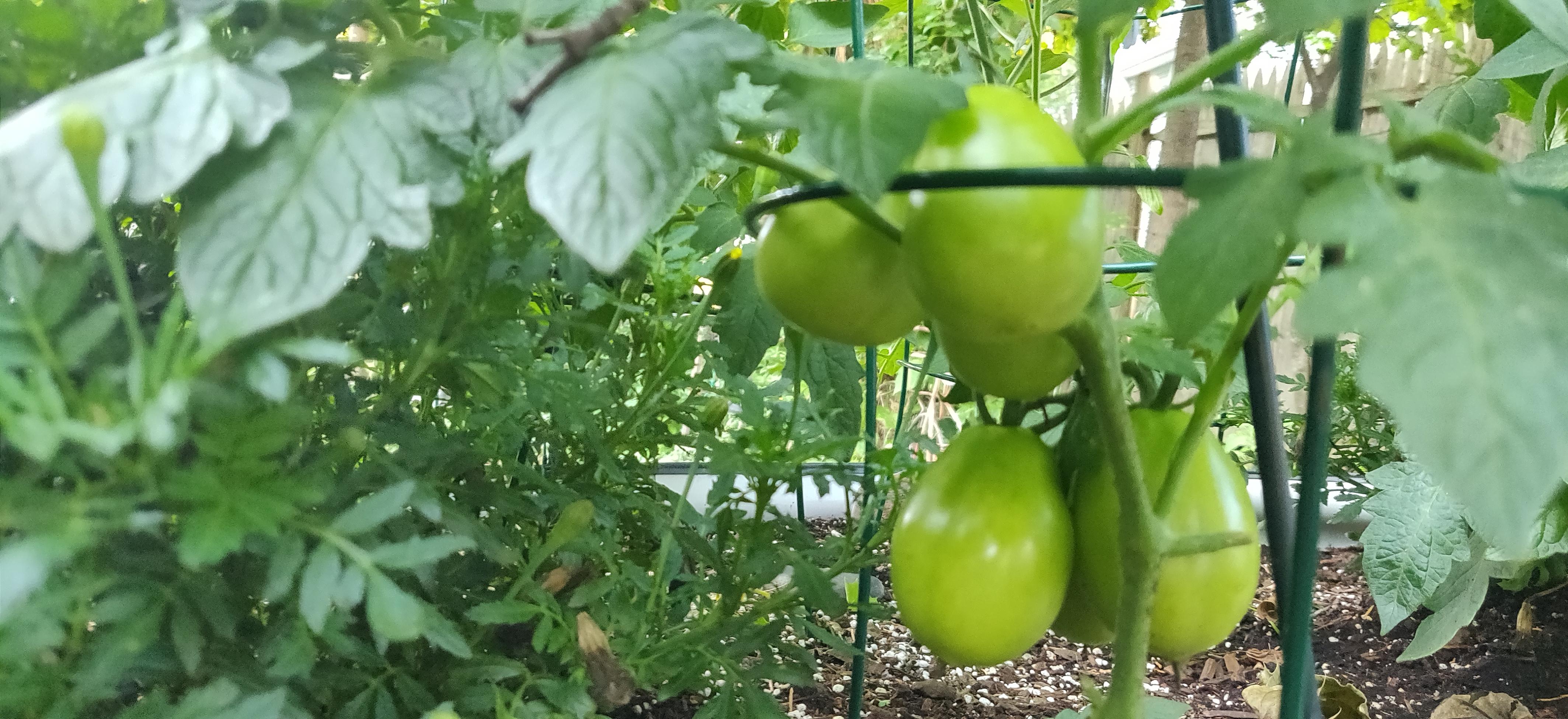 The Roma Plum has several good-sized tomatoes growing lower down.