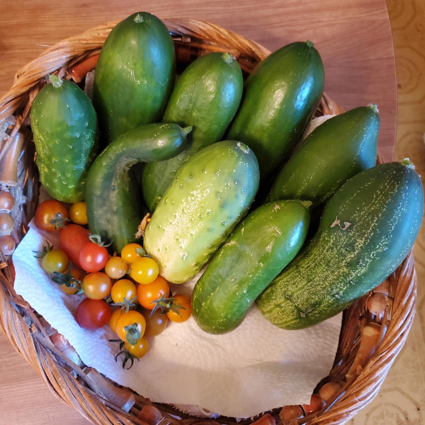 A wicker basket filled with a variety of freshly harvested cucumbers and a small cluster of cherry tomatoes.