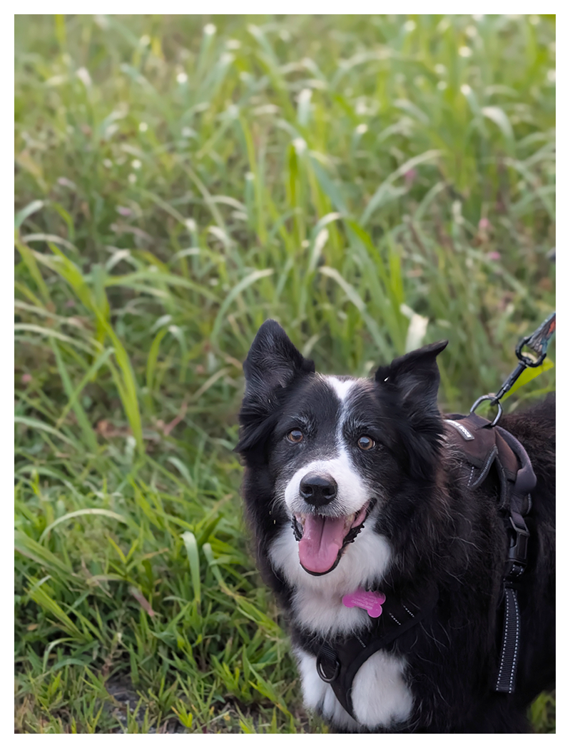 a long-haired black and white dog with a pink collar and a harness is standing on grass in tall grass, looking at the camera, mouth open and tongue out. The background is blurred grassy field.