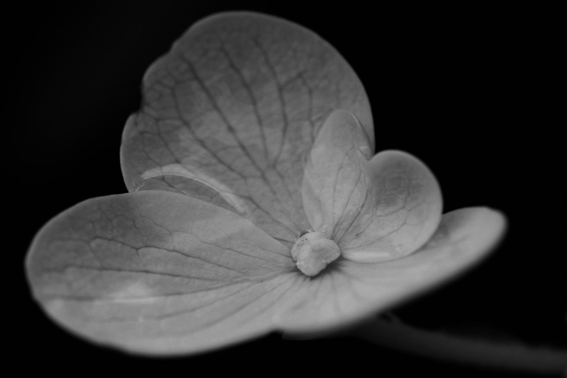A macro black and white photograph of a freshly opened hydrangea blossom in the dim daylight, with four round, veined petals, one of which is smaller and heart-shaped. Rainwater covers the flower and remains trapped within its dome. Beyond the flower, darkness.

Photographie macro en noir et blanc d'une fleur d'hydrangée fraîchement ouverte dans la faible lumière du jour, avec quatre pétales ronds et veinés, dont l'un est plus petit et en forme de coeur. De l'eau de pluie recouvre la fleur est reste emprisonnée dans la coupole formé par la fleur. Derrière la fleur, la noirceur.