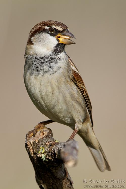 An Italian Sparrow perched on a vertical branch and it looks like they have a seed in their mouth. What do you think? Italian Sparrows are plump, energetic passerines endemic to the Italian peninsula and parts of the Mediterranean. (A passerine is any bird of the order Passeriformes, which includes more than half of all bird species.) The sparrow’s weight averages between 0.78 and 1.13 ounces, their length is between 5.5 and 6.3 inches and their wingspan can be between 9.06 and 10.24 inches. The pictured sparrow has all the markings of a juvenile male with a chestnut-brown crown and nape and bright white cheek patches. He has a “bib” on the upper breast and his under-parts are pale whitish-grey. His back is brown streaked with black. Wings are dark brown with distinct white or buffish wingbars. Its tail has long feathers that are grey-brown and measure from 2.08 to 2.40 inches. He has dark brown eyes and a cone-shaped beak which is yellow/pink. Adult male beaks are all black. Feet and legs are fleshy-pink to brown in color.

Sparrows are socially monogamous but sexually promiscuous and not particularly faithful outside of the breeding season.