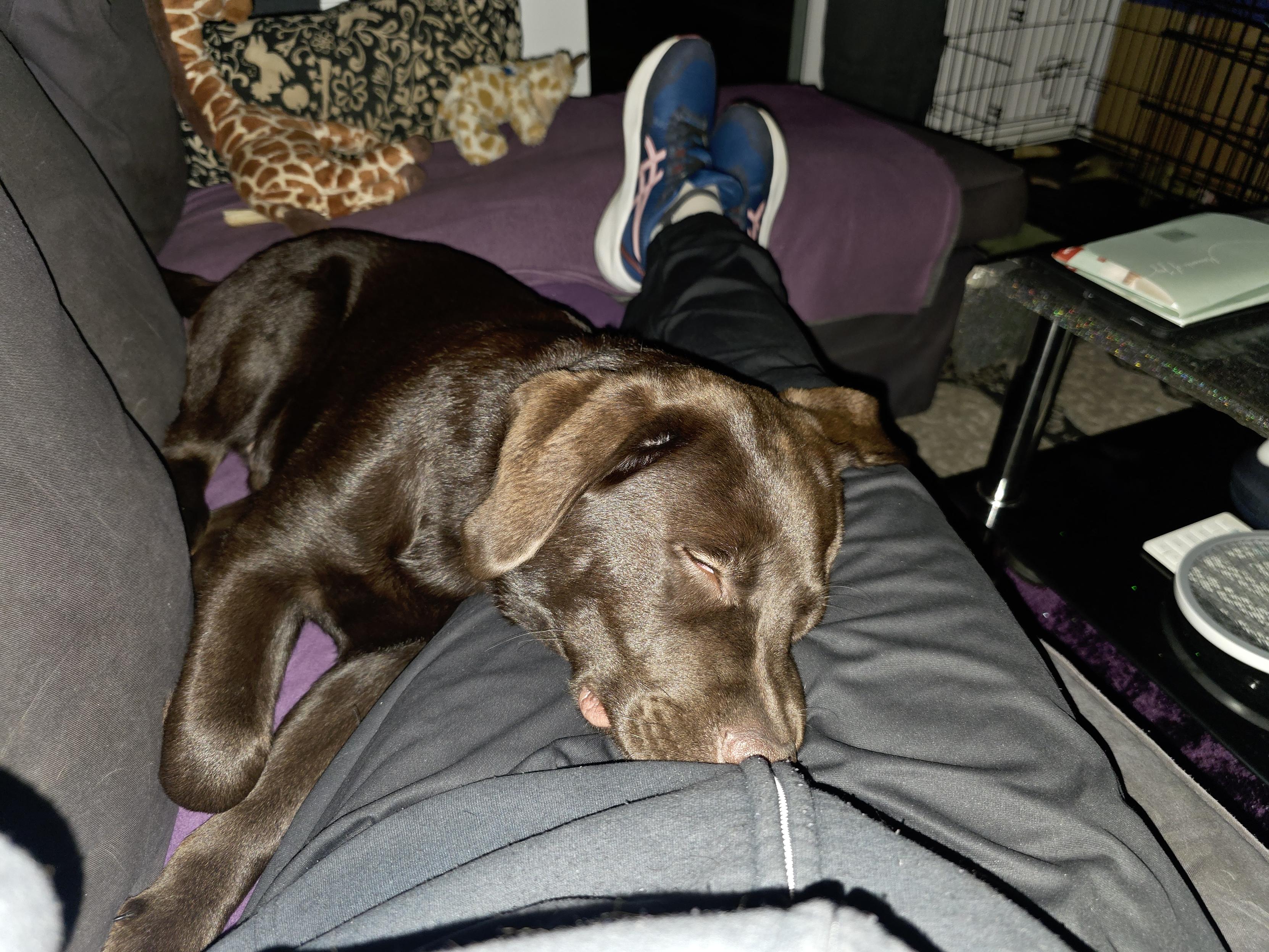 A deeply tender moment capturing Koa, a chocolate brown Labrador puppy, completely relaxed and sound asleep across Cynni’s lap. Cynni is resting on a dark couch with their legs extended forward, wearing dark trousers and blue sneakers. Koa lies curled comfortably over Cynni’s legs, resting his head gently against their thigh, his eyes peacefully closed as he dozily slumbers. His shiny, rich chocolate coat catches the soft light, highlighting his floppy ears and gentle puppy features. The background shows plush soft blankets and a cozy living room space. Marking a special milestone of trust and warmth, this is the very first time Koa has nestled up close like this and peacefully drifted off into a calm, comforting sleep right beside Cynni.