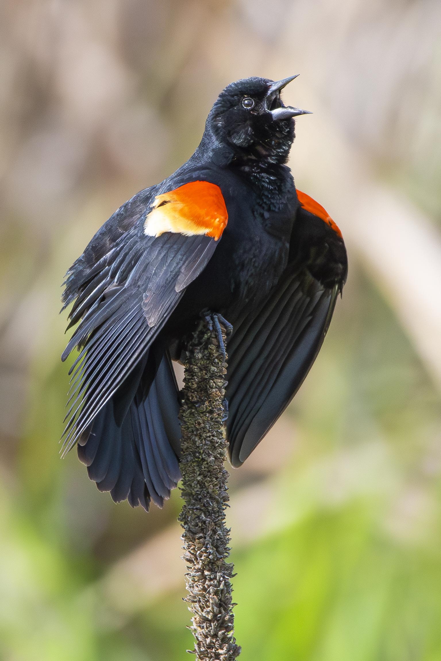 A Red-winged Blackbird perched on what looks like part of a cattail, I think. Red-winged Blackbirds are medium-sized songbirds found in wetland areas (that would explain the cattail). They measure between 6.7 and 9.5 inches in length, 1.1 to 2.7 ounces in weight and their wingspan is anywhere between 12 and 16 inches. For the record, it was a bit difficult to find a good photo of a blackbird that did not have its beak open! Our pictured blackbird is a male ~ males and females of this species look drastically different from each other. This blackbird has a completely glossy black head, neck, belly, back and tail. He has red-and-yellow epaulets on each shoulder (an ornamental shoulder decoration as on a military uniform that displays rank or status). Most blackbirds are able to puff out or completely hide these epaulets. His wings are also glossy black (and look rounded in flight). His eyes are black, the open beak is sharply pointed and solid black and his feet and legs are also black.

Red-winged blackbirds do not mate for life. Instead, they use a polygynous mating system where one male mates with up to 15 females.