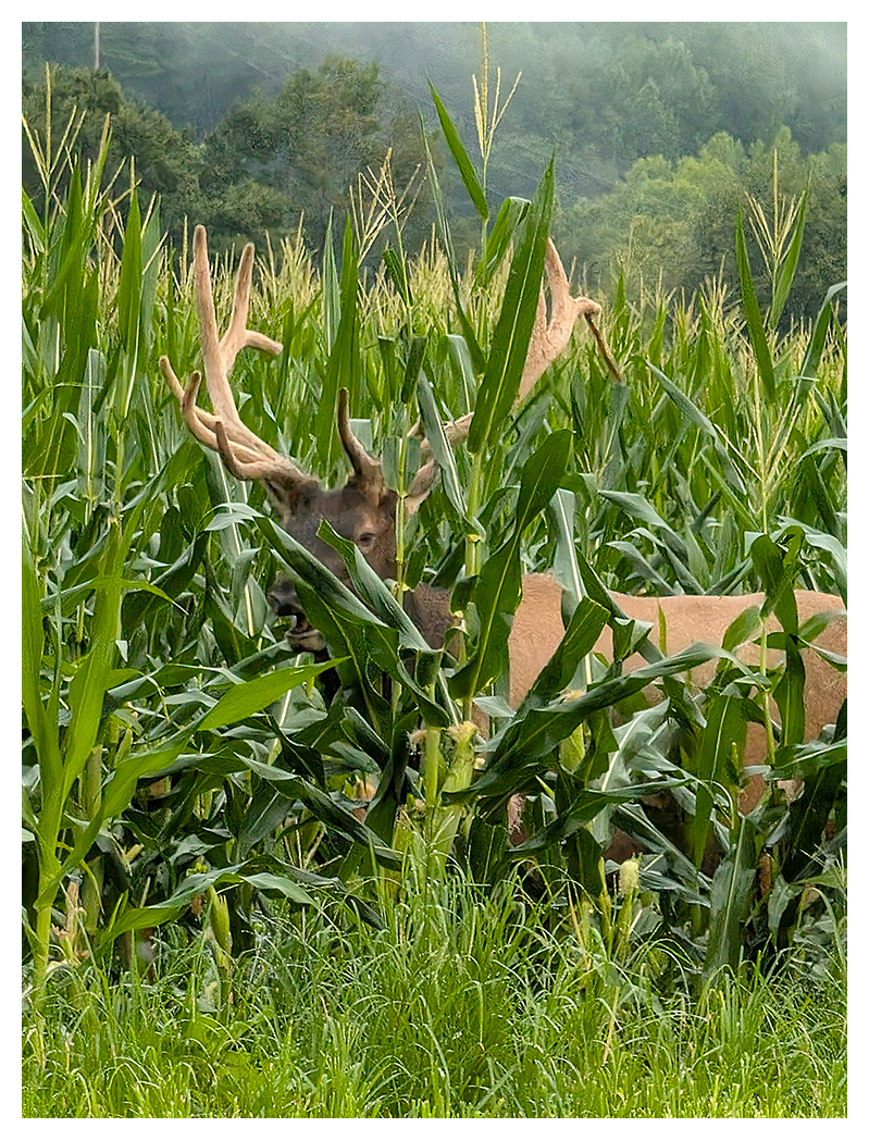 an elk with large antlers stands partially hidden among tall green corn plants in a dense field, with outlines of trees and misty hills in the background. only its head, antlers, and part of its back are visible among the stalks.