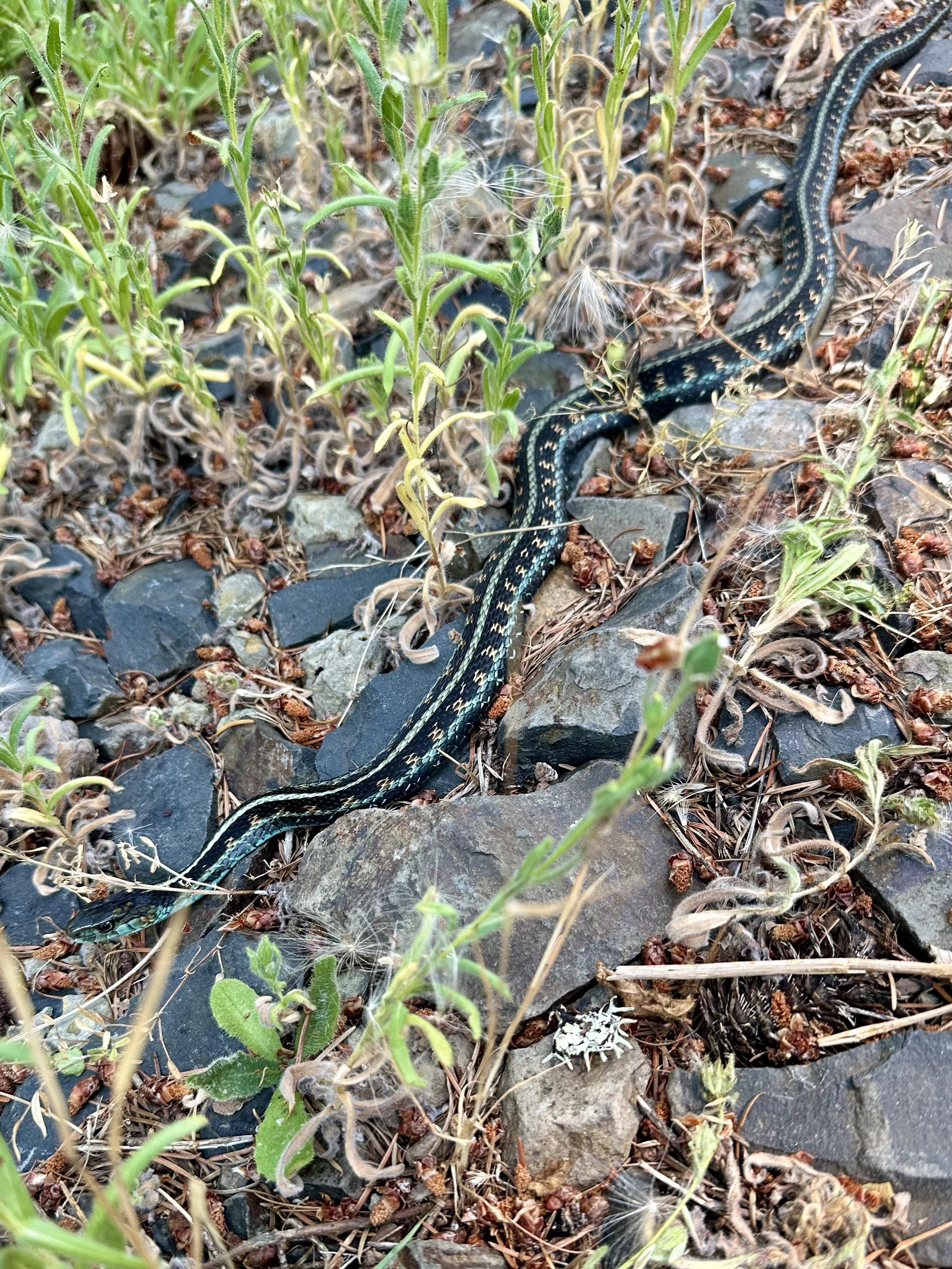 On an old logging road of gravel and weeds, a gorgeous snake about a meter long slithers carefully. Its skin has patterns of a yellow stripe down the middle, orange squares on a black background, and wide iridescent turquoise green sides.