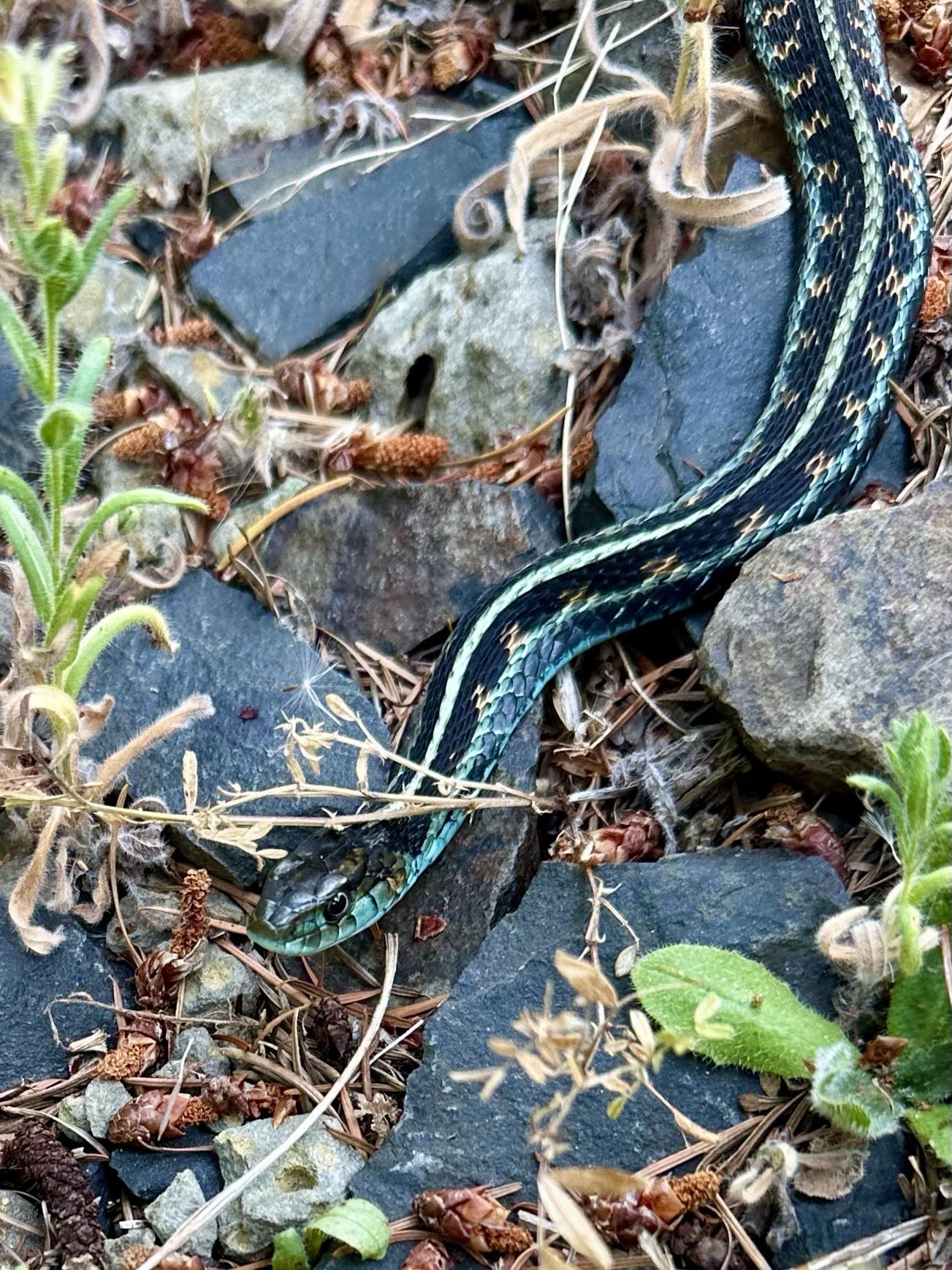 A closer view of the snake’s face and its skin patterns. Garter snakes have small heads and mouths. It is looking at me alertly.