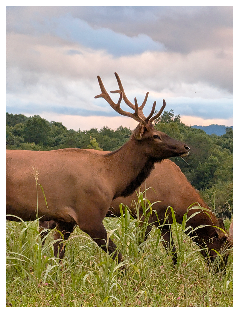 Two elk graze in a grassy field. One elk stands in profile, displaying large antlers, while the other is partially obscured. Behind them are green trees and a cloudy sky tinged with soft sunset colors.