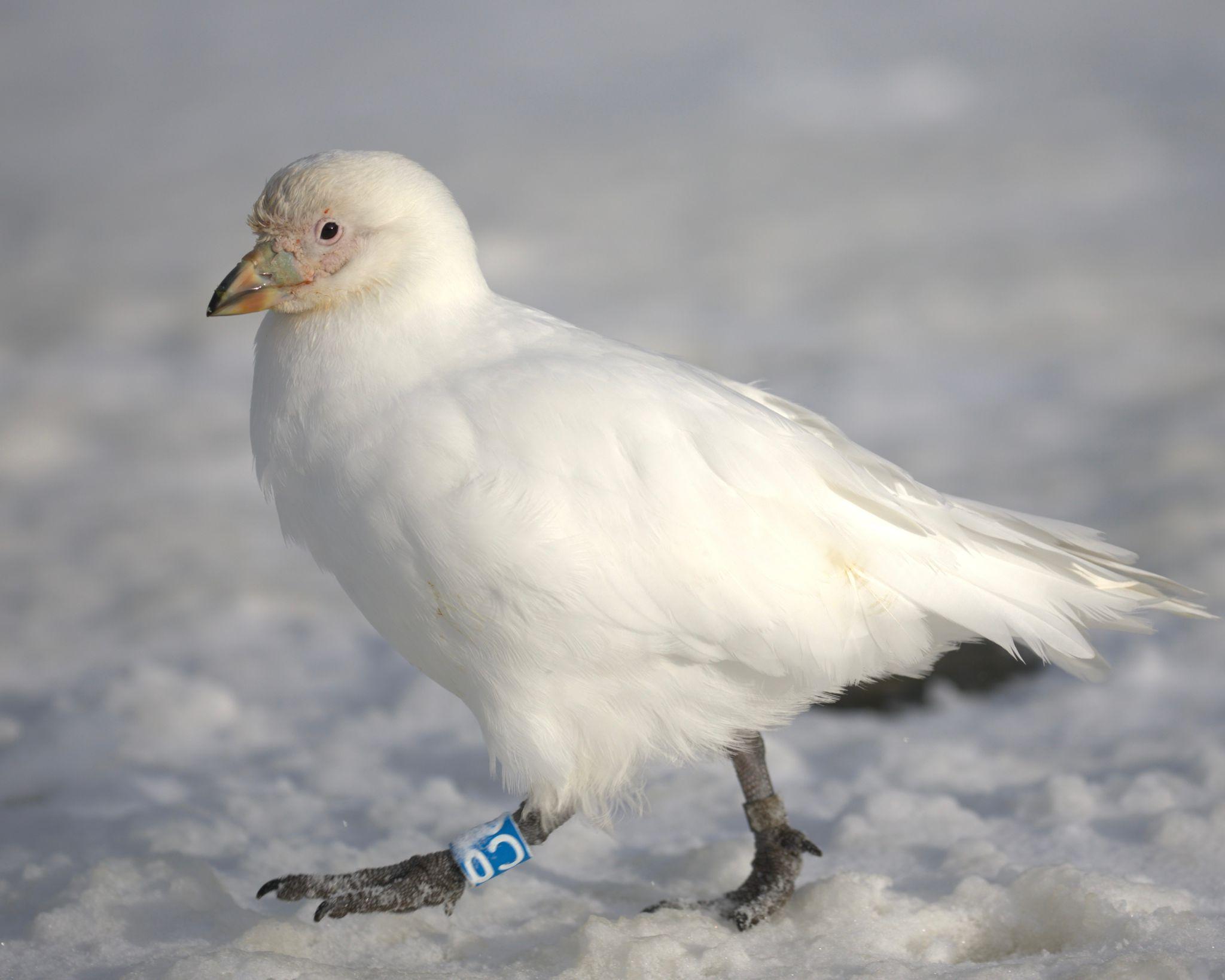 A Snowy Sheathbill walking across snow covered ground ~ could be frozen water for all I know. The birds are stocky, pigeon-like shorebirds native to Antarctica and sub-Antarctic regions. They measure between 13.5 and 16 inches in length, weigh between 1 and 1.7 pounds and have a wingspan that measures between 29.5 and 31.5 inches (that’s pretty wide!). Our model has a head that seems disproportionately small to its body, but apparently that’s a characteristic. It has irregular, warty growths between its eyes and beak ~ on its beak in particular there is a green/orange sheath covering the base and nostrils and that’s how this species got its name! Its back, belly and wings are entirely white feathers that cover grey under-down. It has dark brown eyes that are surrounded by a thick, pink eye-ring. Neither its feet nor legs are webbed, surprisingly; the legs are blue-grey and the feet are blue/black/grey colored.

Snowy Sheathbills are monogamous and pair bond strongly.