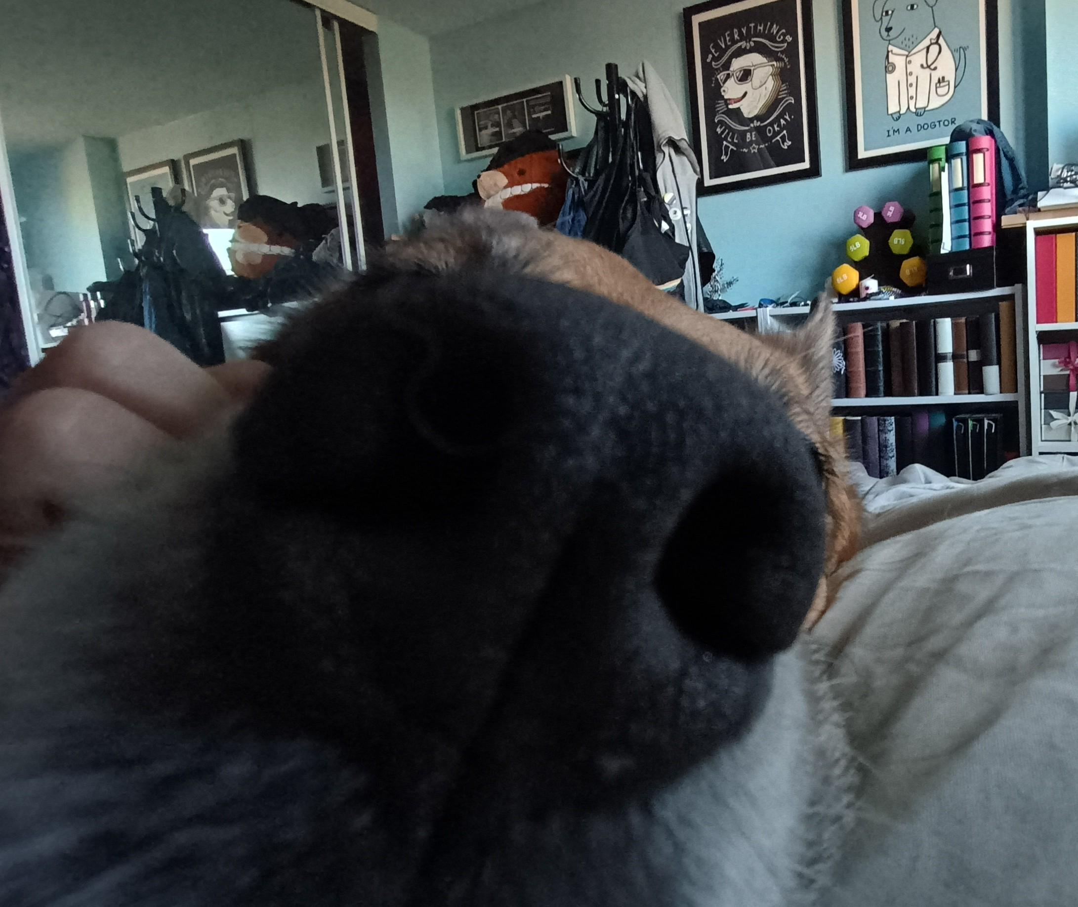 a skewed closeup that makes a dog's nose look very big and blocks out most of her face.