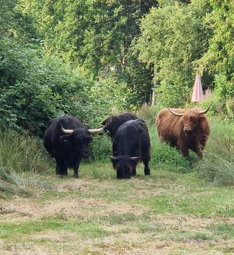 4 scottish highlanders (I think) grazing and vibing