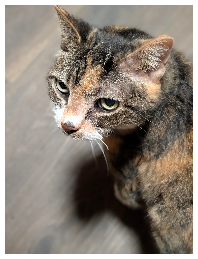 high angle close-up of a calico cat with white markings and green eyes making contact. charlene is standing on a wood tile floor.
