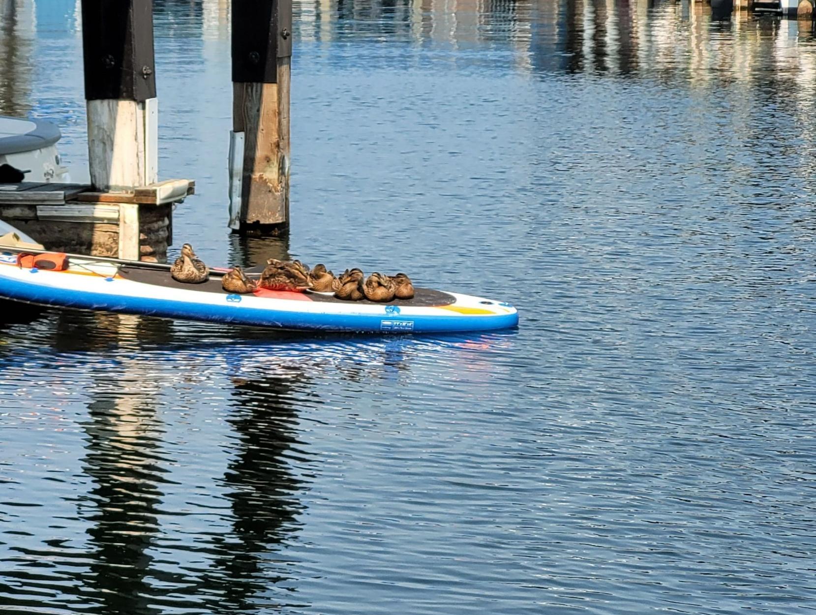 Approximately 10 ducks napping on a paddle board.