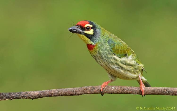 The Coppersmith Barbet is a small, stout Asian bird known for its metronomic, metallic “tuk-tuk-tuk” call. They can weigh anywhere from 1.06 to 1.86 ounces, have a length of 5.9 to 6.7 inches and a 9.45 to 9.84 inch wingspan. Our little friend is perched on a small branch with lots of blurred greenery behind them. Obviously, they have a distinct face with a bright red forehead, yellow patches above and below the eyes, and a bold, black eye-stripe. Its breast features a red badge, belly and under-parts are white and yellow with dark green streaks. Its wings are green on the coverts and flight feathers have bright blue and green fringing. Its tail is short and square-cut. Its eyes are dark brown surrounded by a red eye-ring. The beak is short, stout and grey to black with bristles at the base. Its legs and feet are a red/pink color.

Coppersmith Barbets are generally monogamous and form strong pair bonds during their breeding season. However, there is no conclusive scientific evidence that they mate for life.