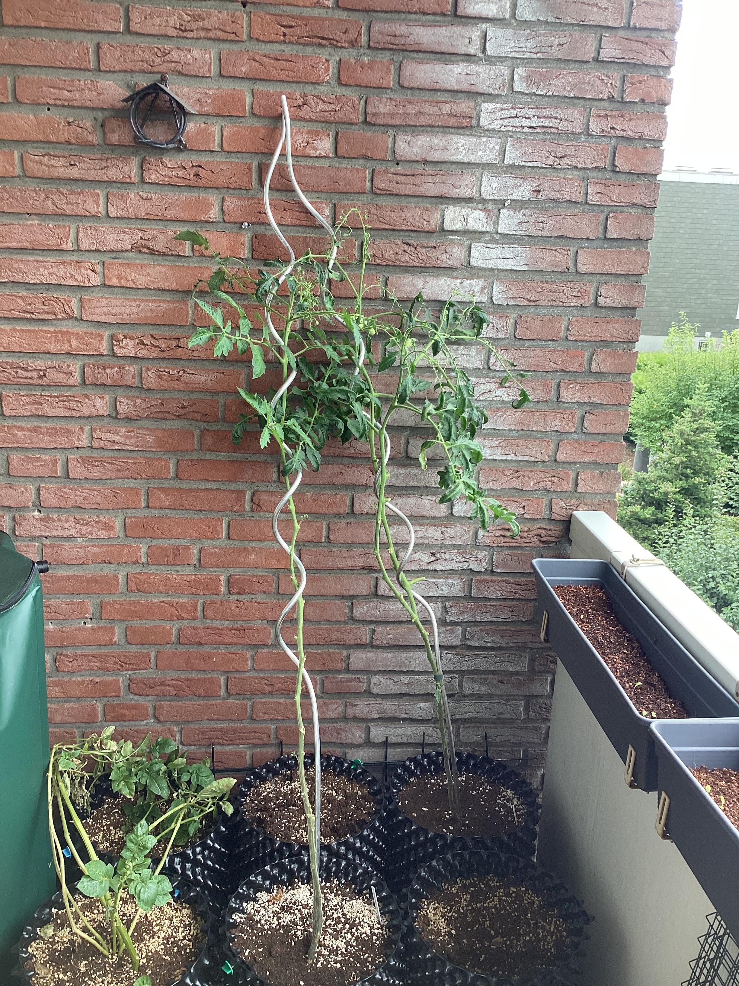 Ein Foto zeigt mehrere Tomatenpflanzen in Töpfen vor einer roten Ziegelwand auf einem Balkon. Im Zentrum steht eine große, grüne Tomatenpflanze, die von einer wellenförmigen, silberfarbenen Metallstütze gehalten wird. Links daneben befindet sich eine kleinere, leicht hängende Tomatenpflanze in einem schwarzen Kunststofftopf. Die Töpfe stehen auf einer schwarzen, gitterartigen Unterlage neben einem grauen, rechteckigen Pflanzkasten an der Wand. Im Hintergrund sind grüne Bäume und ein Teil eines anderen Gebäudes zu sehen.