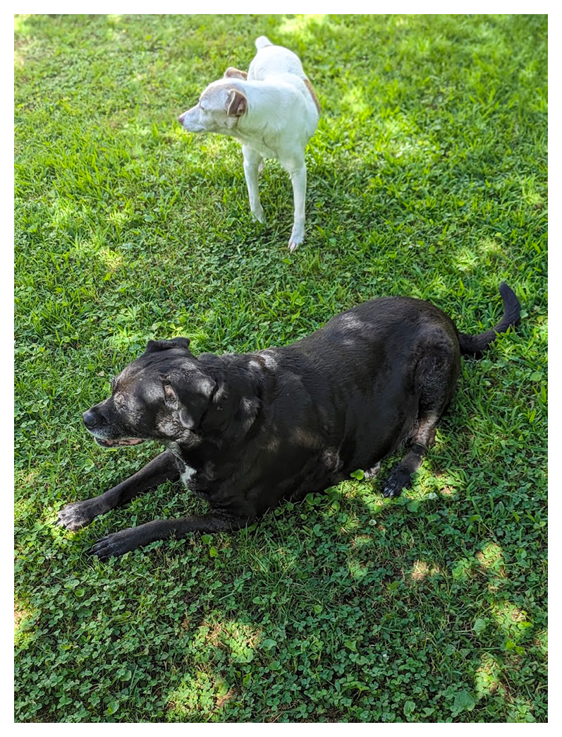 Two dogs are outdoors on green grass. A large black dog lies in the foreground, facing left. A smaller white dog stands behind it, also facing left. Sunlight and shade create dappled patterns on the grass and both dogs.