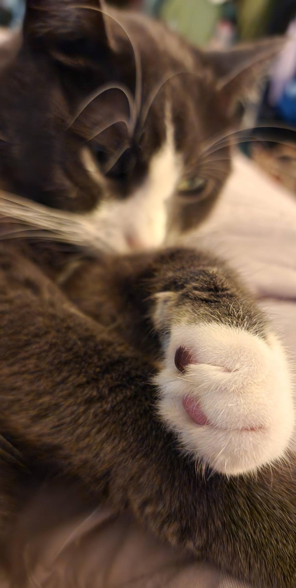 Close-up of a gray and white tuxedo cat's paw with pink toe beans resting on a soft bed surface.