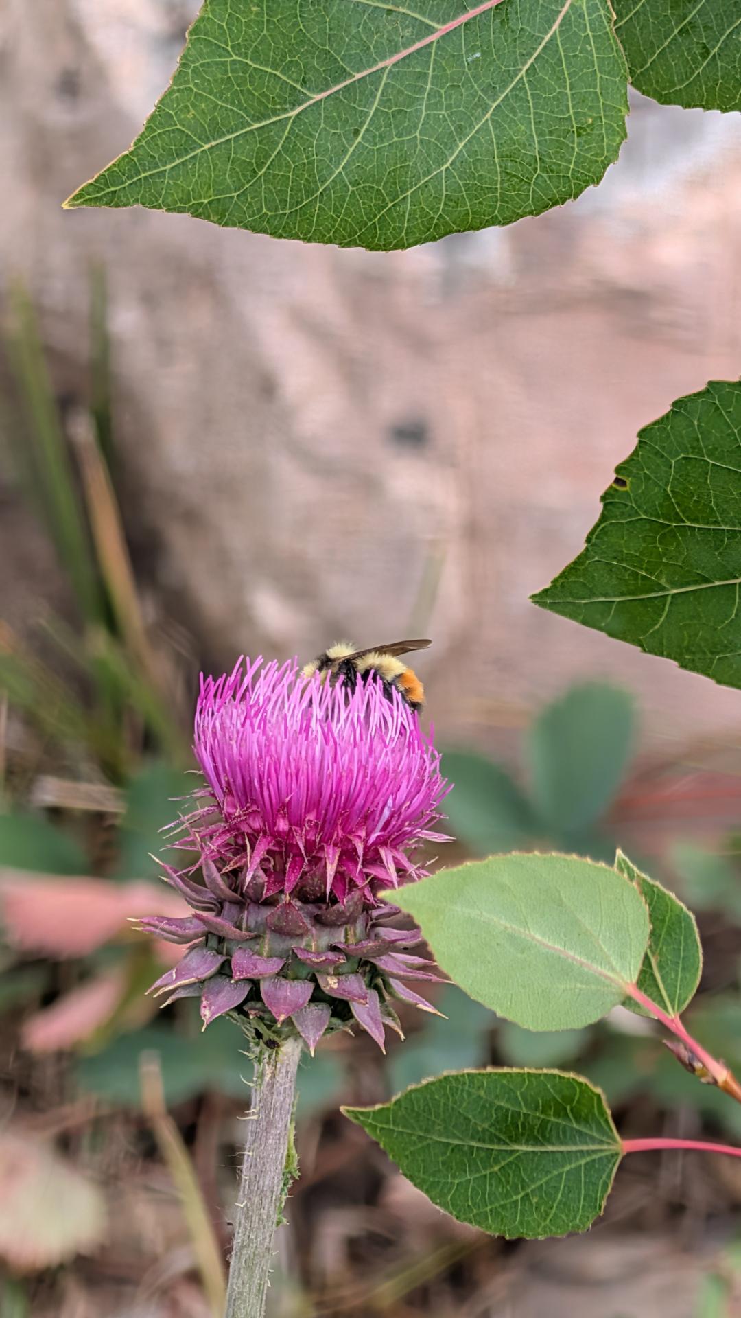 A photo of a bumble bee on a purple plumeless thistle (Carduus). The pinkish purple tubes that form the flower have attracted a yellow and black striped bumble bee, seen in profile sitting atop the far side. Below the flower, it is supported by deep purple leave with spiny tips. Green leaves from other nearby plants full much of the frame, with a blurry background. Taken at Lodgepole Campground, south of Heber, Utah near Strawberry Reservoir.
