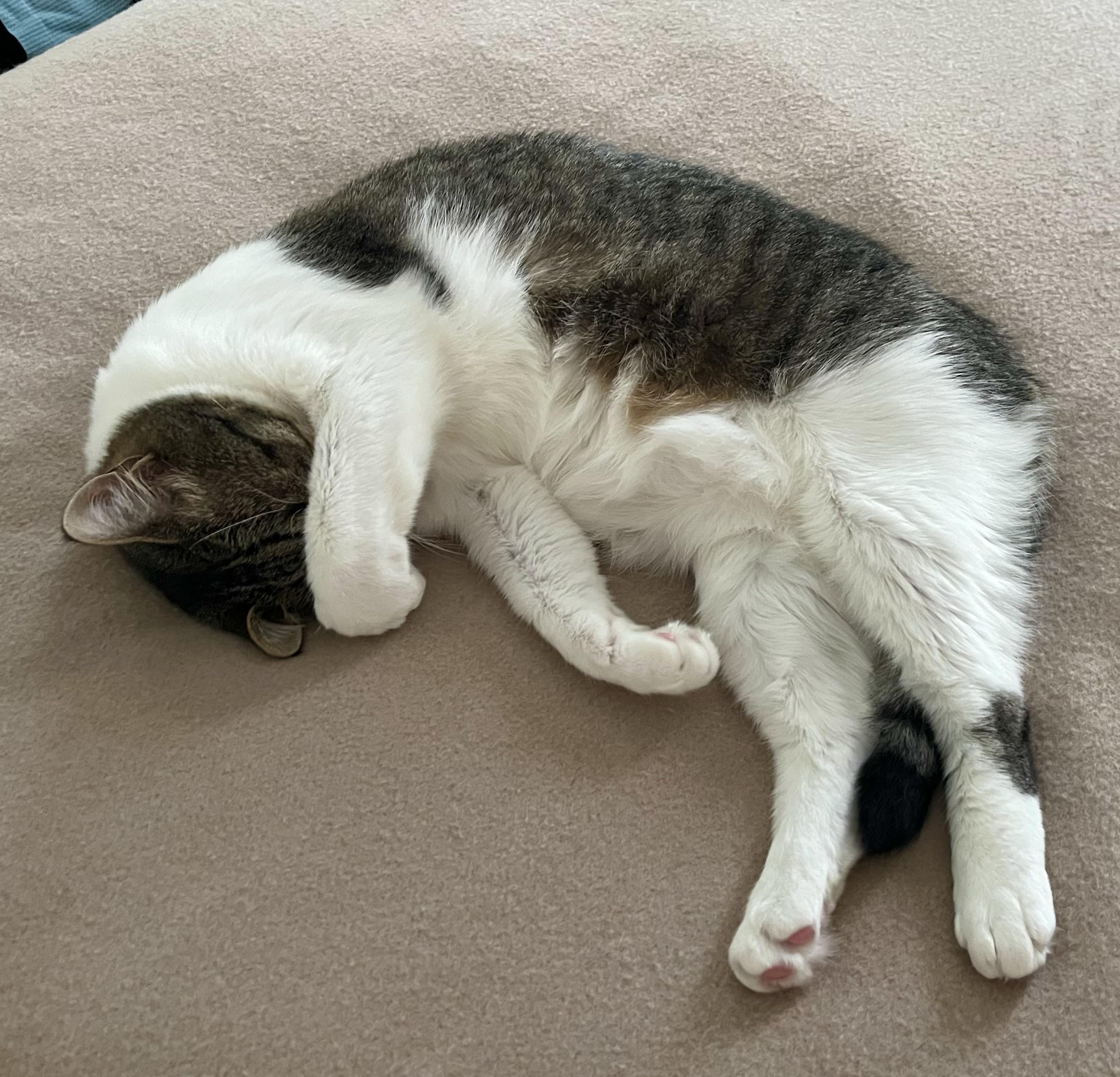 A sleeping cat curled up on a soft surface, with its front paw covering its face. The cat has a mix of gray and white fur.