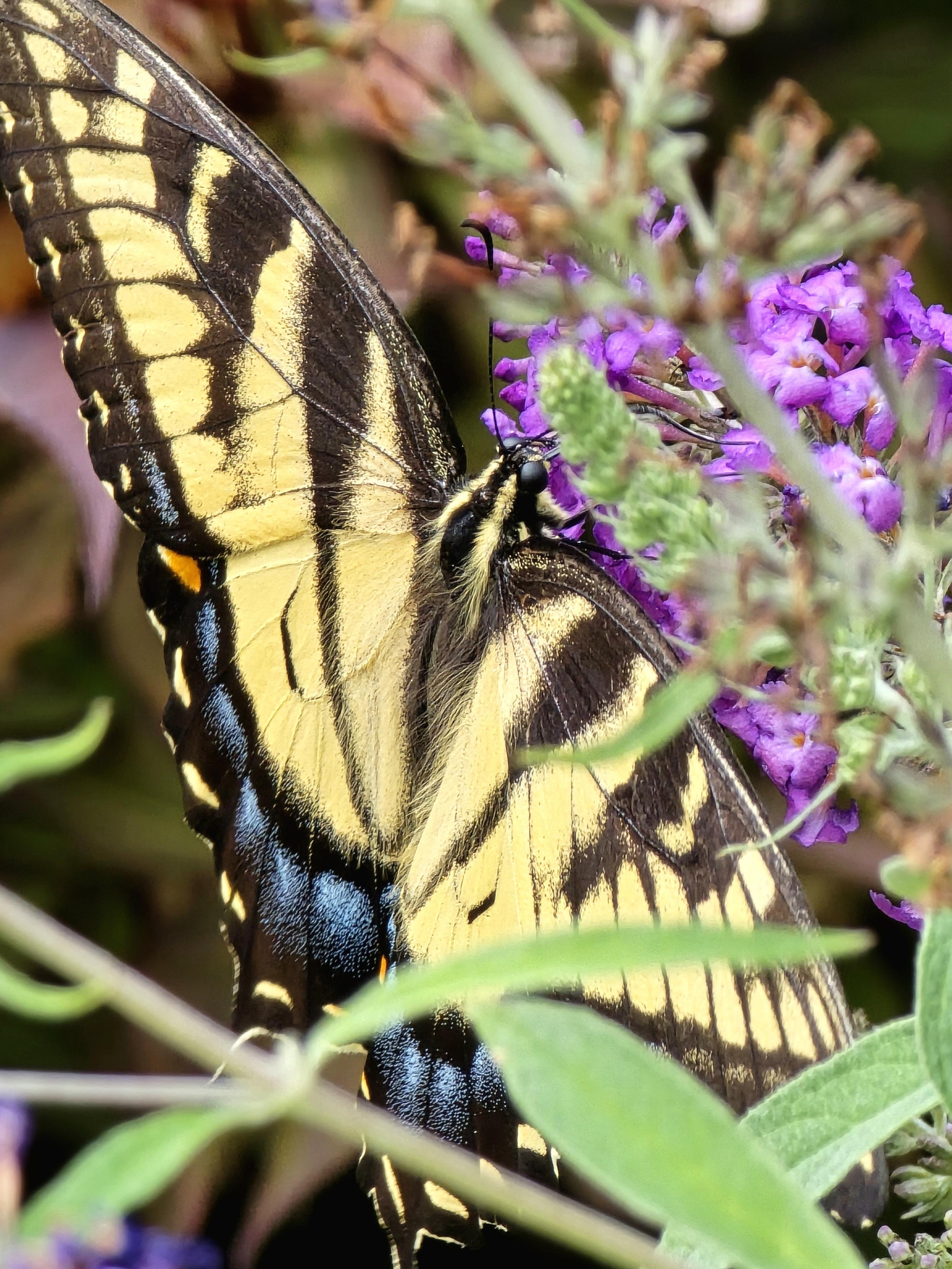 A beautiful yellow swallowtail butterfly, close up, extended out of frame, enjoying purple butterfly bush flowers.
