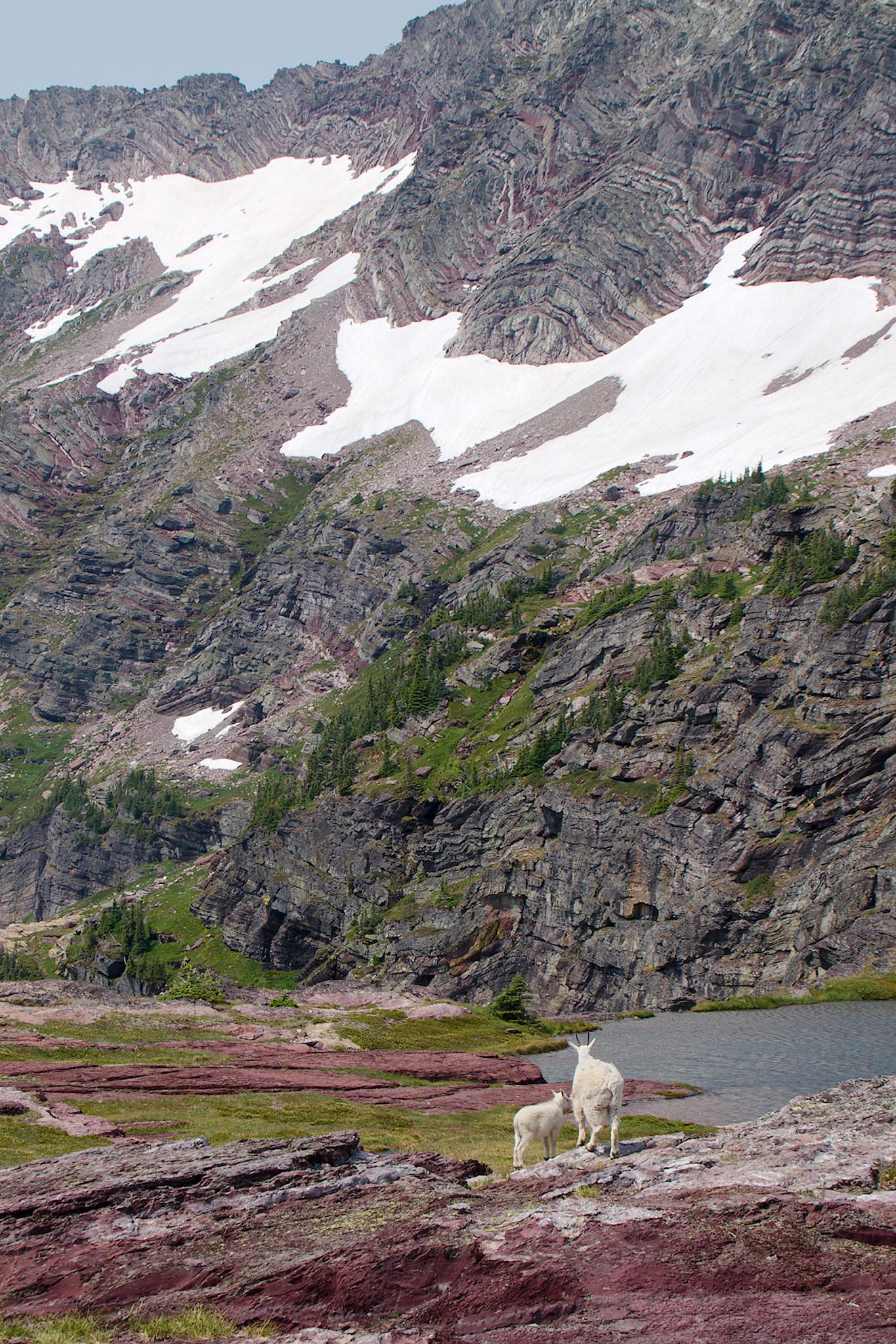 Mama mountain goat and her kid. They stand on some rocks that change from reddish to grey. The are looking away from the camera at a small lake and a cliff side with folded rocks and snow up high. The shot is compressed from use of a telephoto lens.