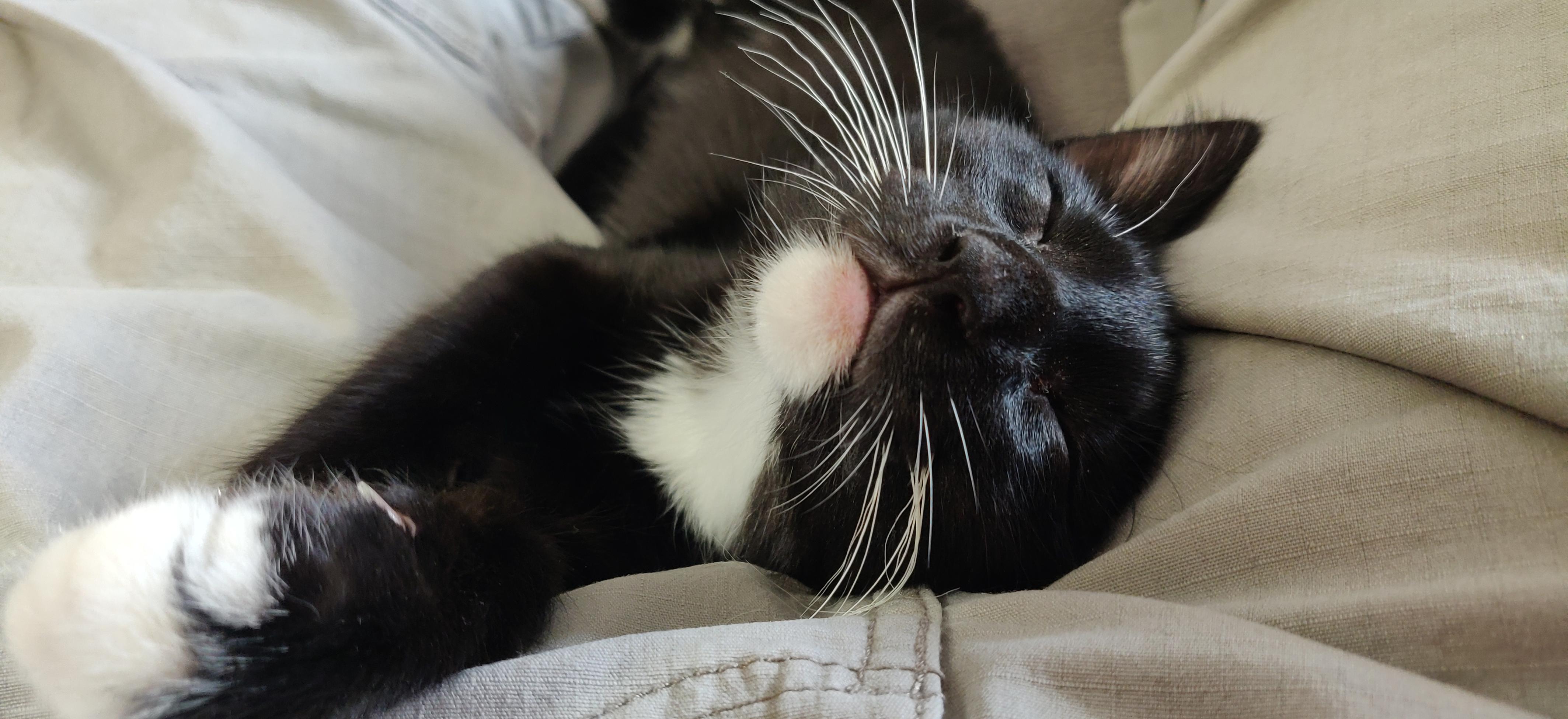A tuxedo kitten sleeps.