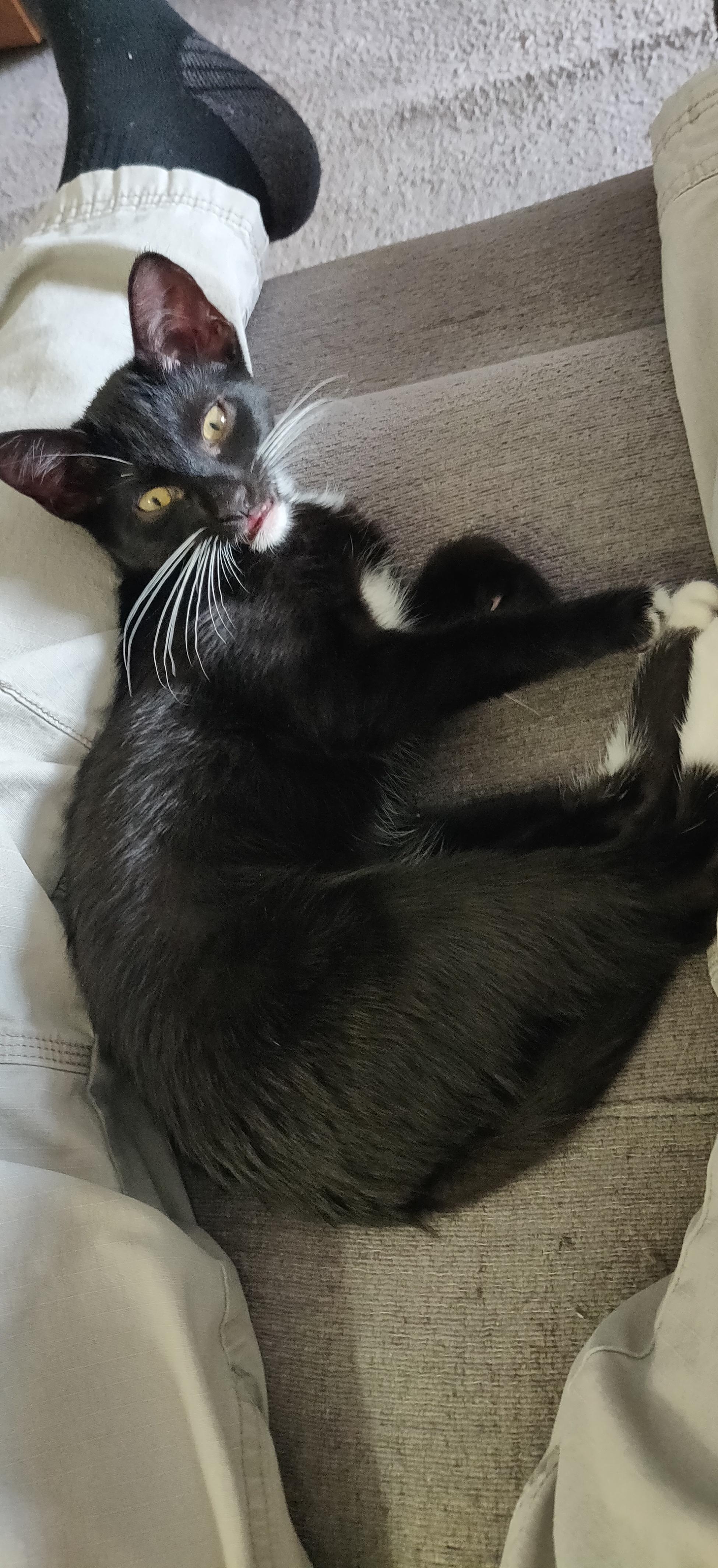 Mars the tuxedo kitten stretched out.